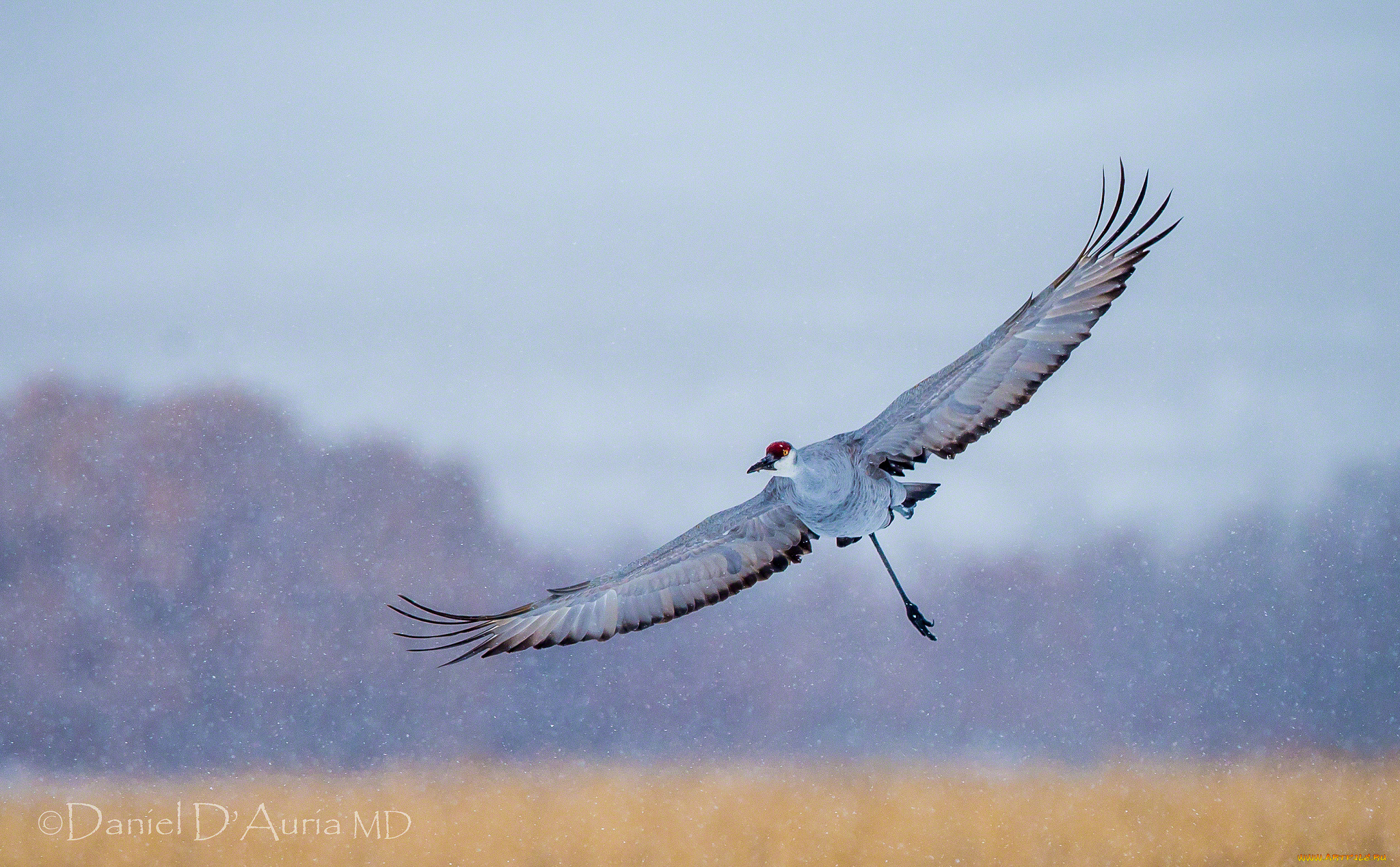животные, журавли, полет