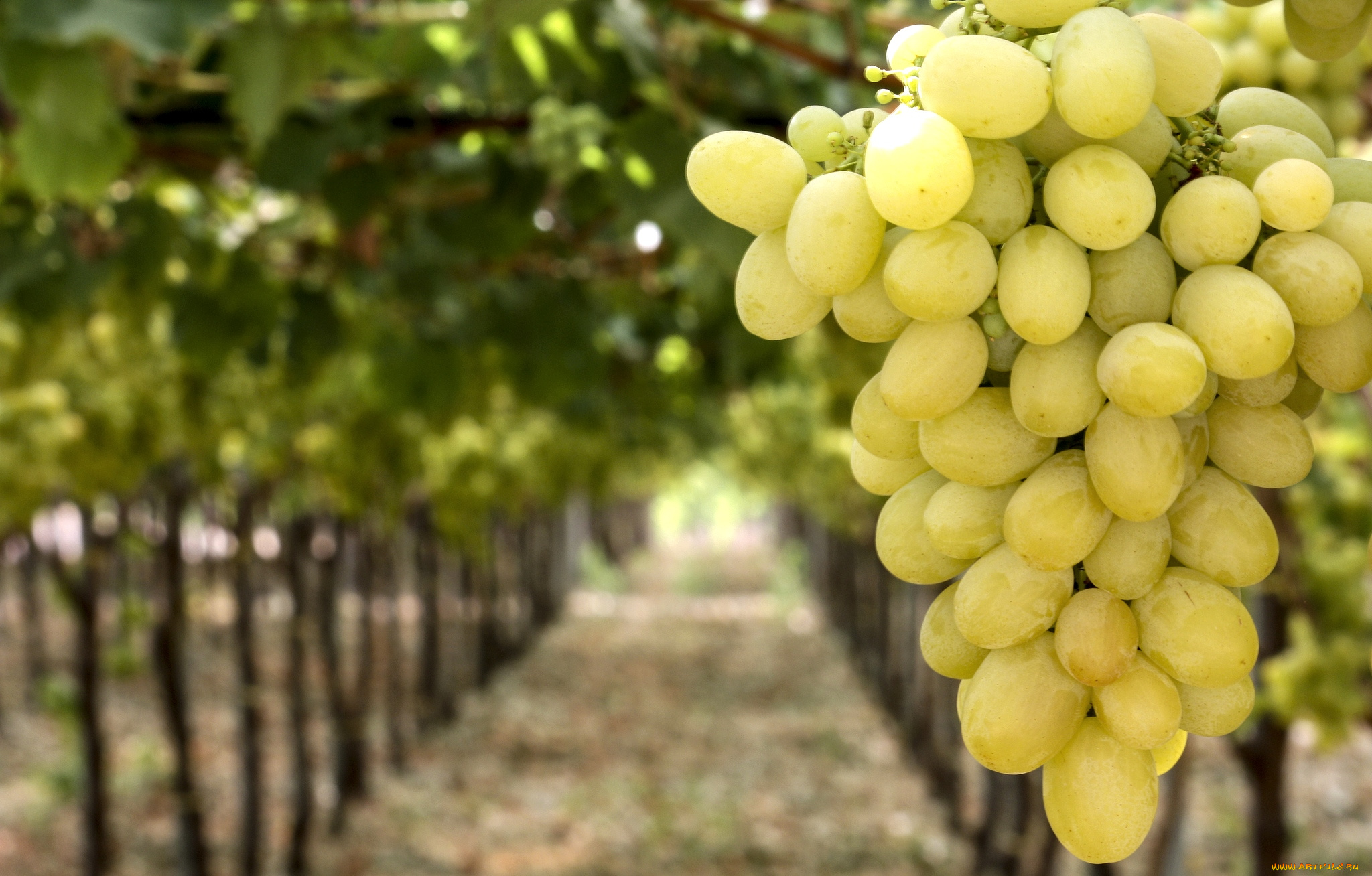 природа, Ягоды, , виноград, гроздь