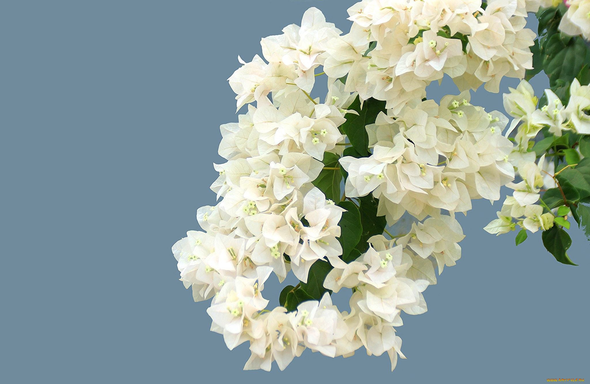 цветы, бугенвиллея, цветение