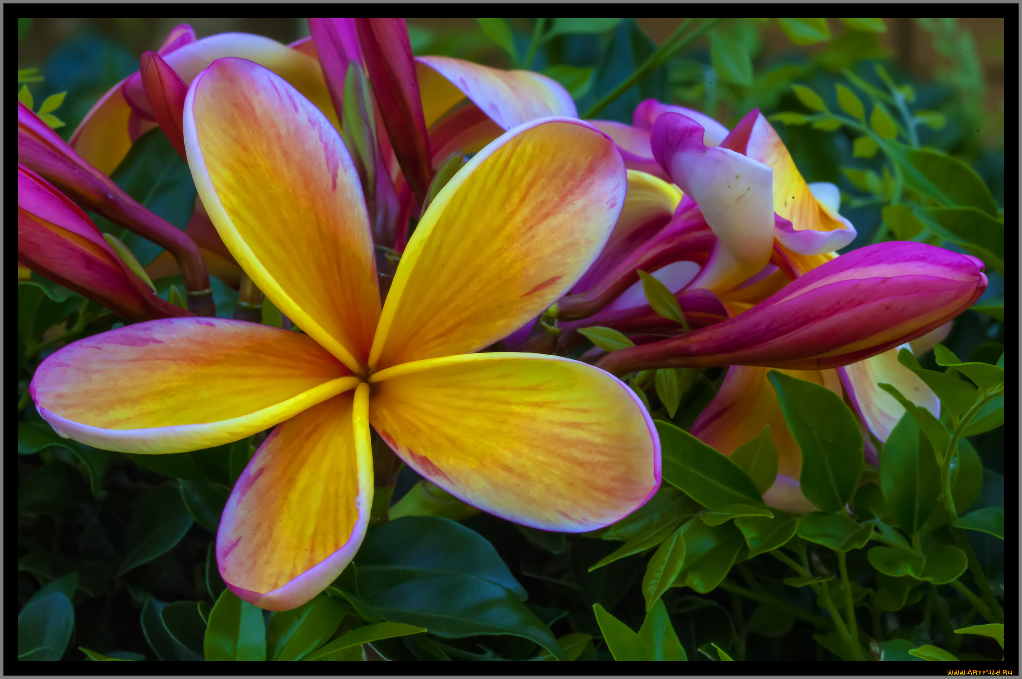 цветы, цветущие, деревья, , , кустарники, цветки, ветка, дерево