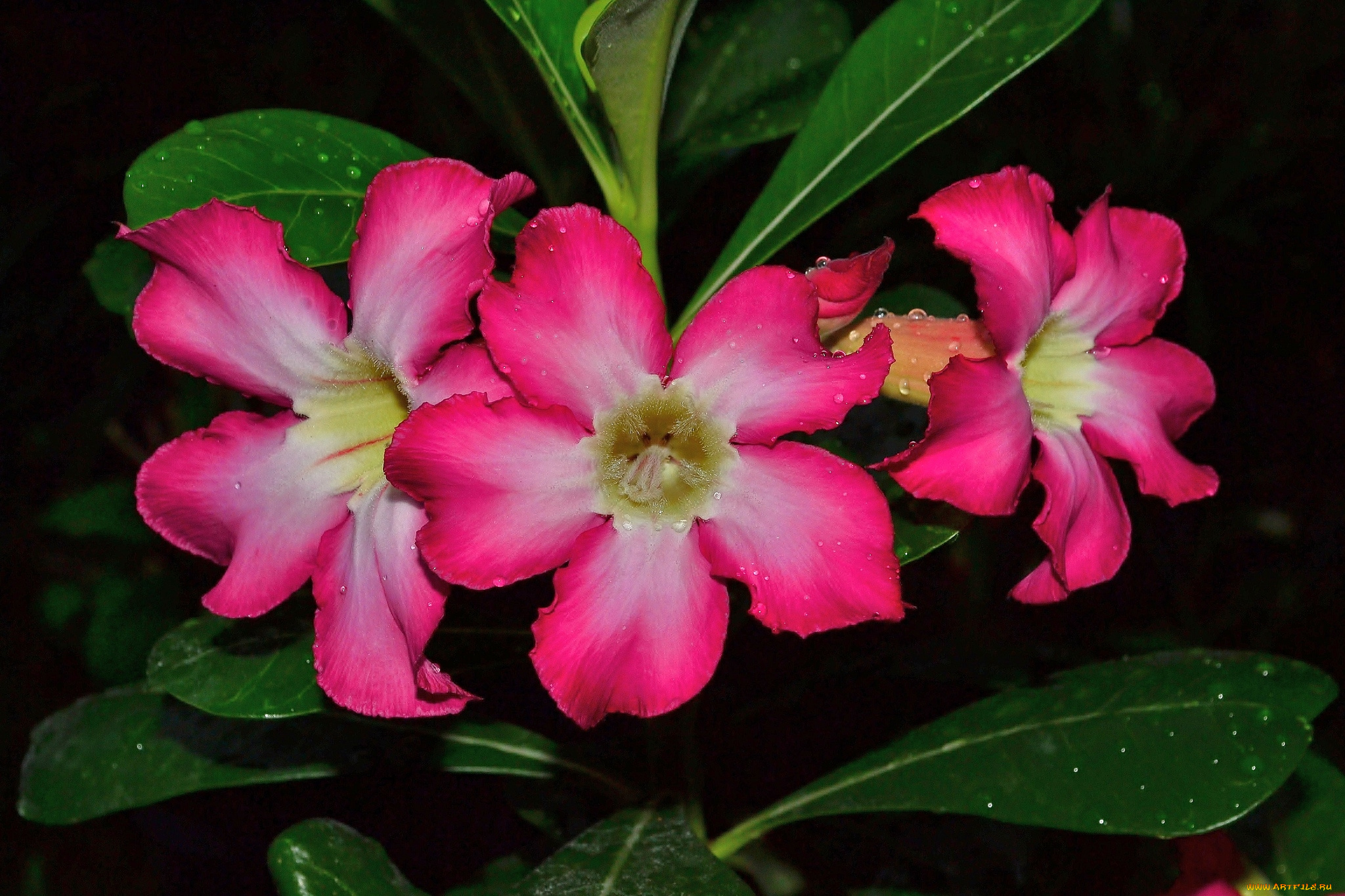 цветы, адениум, , пустынная, роза, пустынная, роза