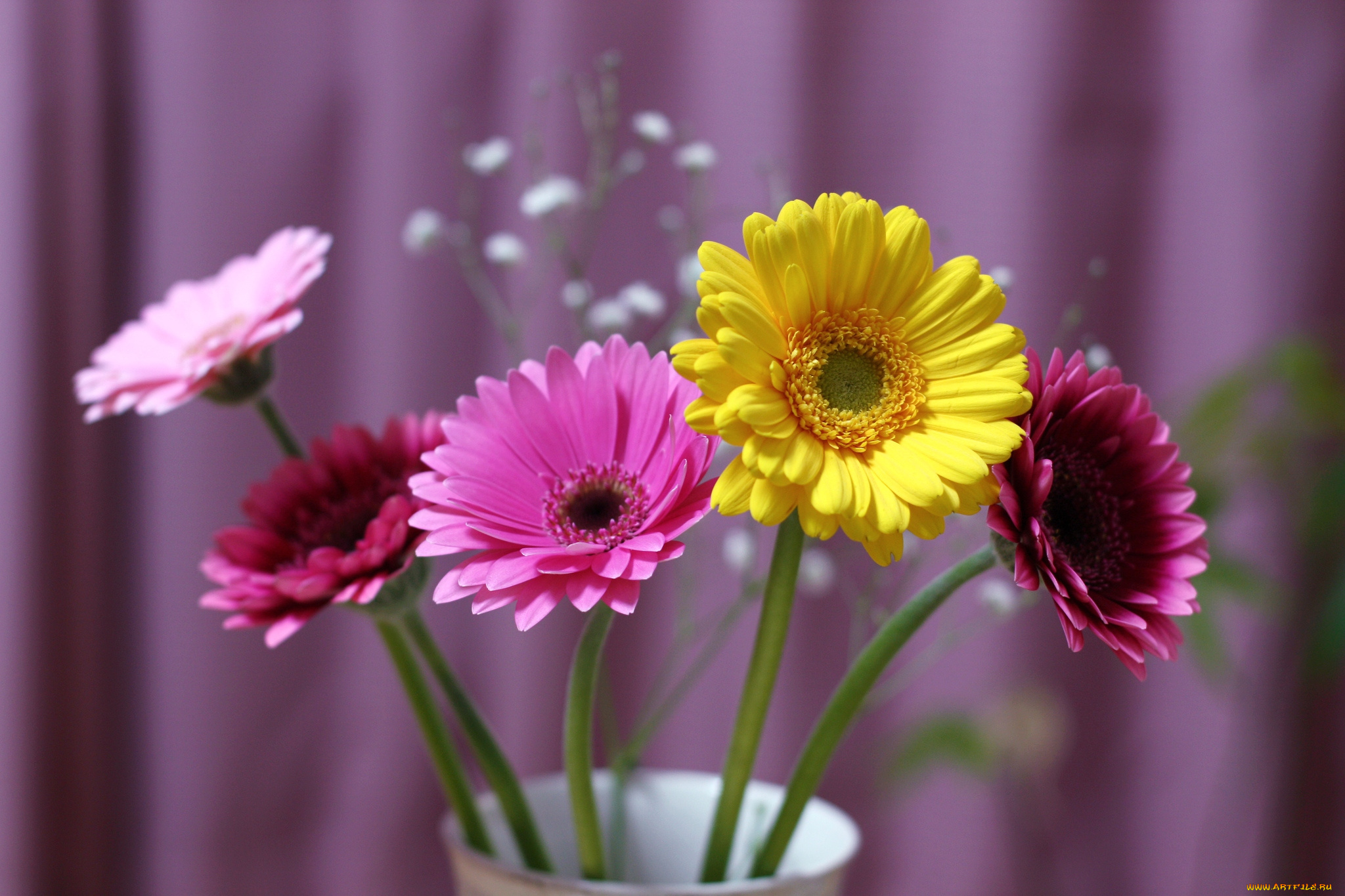 цветы, герберы, букет