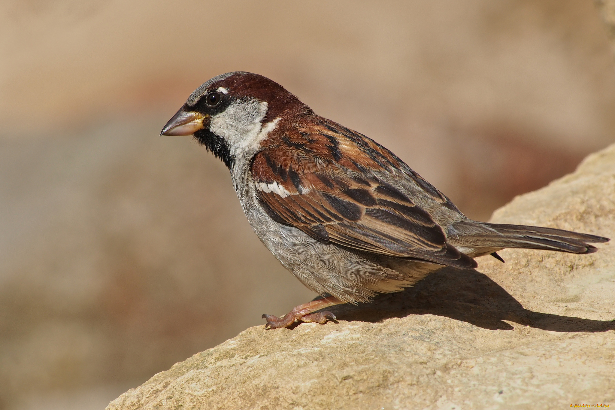 животные, воробьи, воробей