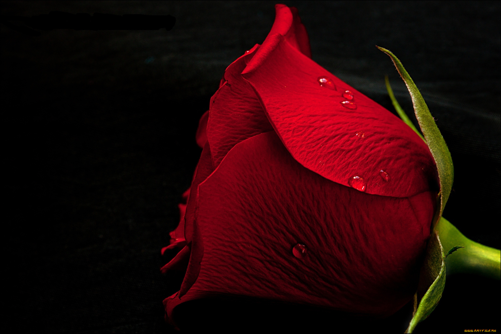 цветы, розы, бутон