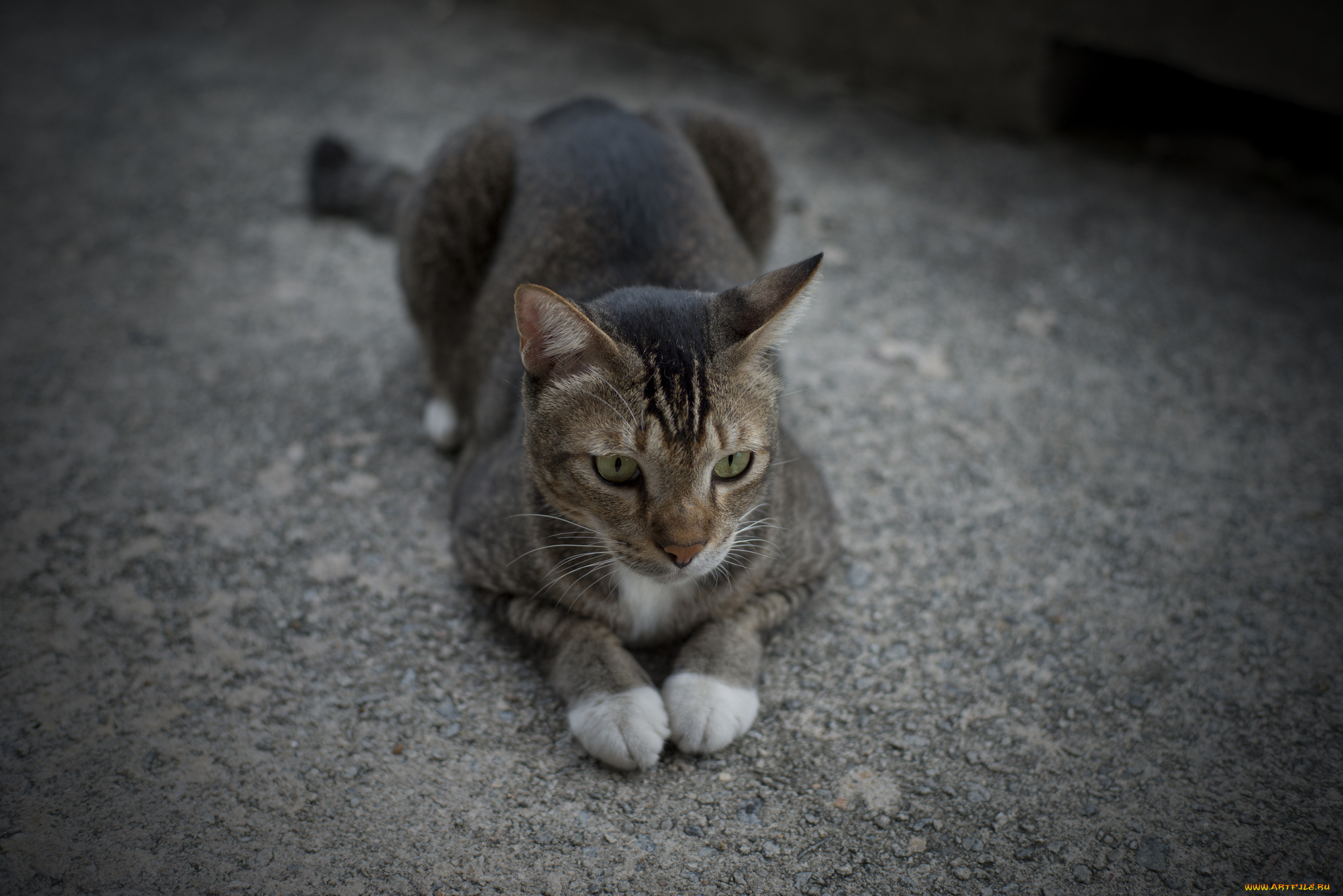 животные, коты, лежит, серый, кот, лапки