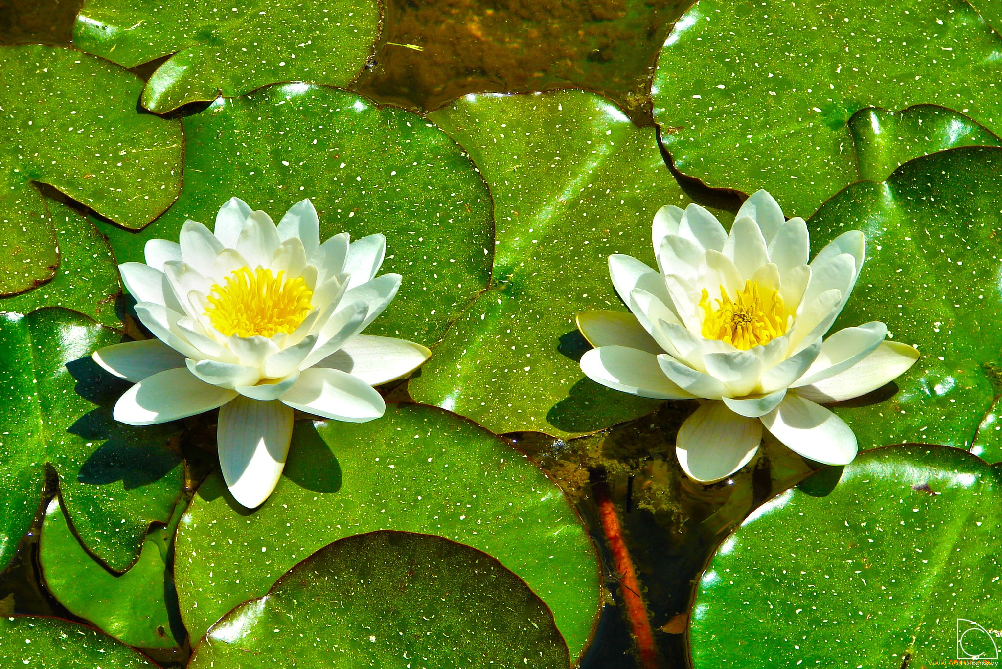 цветы, лилии, водяные, , нимфеи, , кувшинки, дуэт