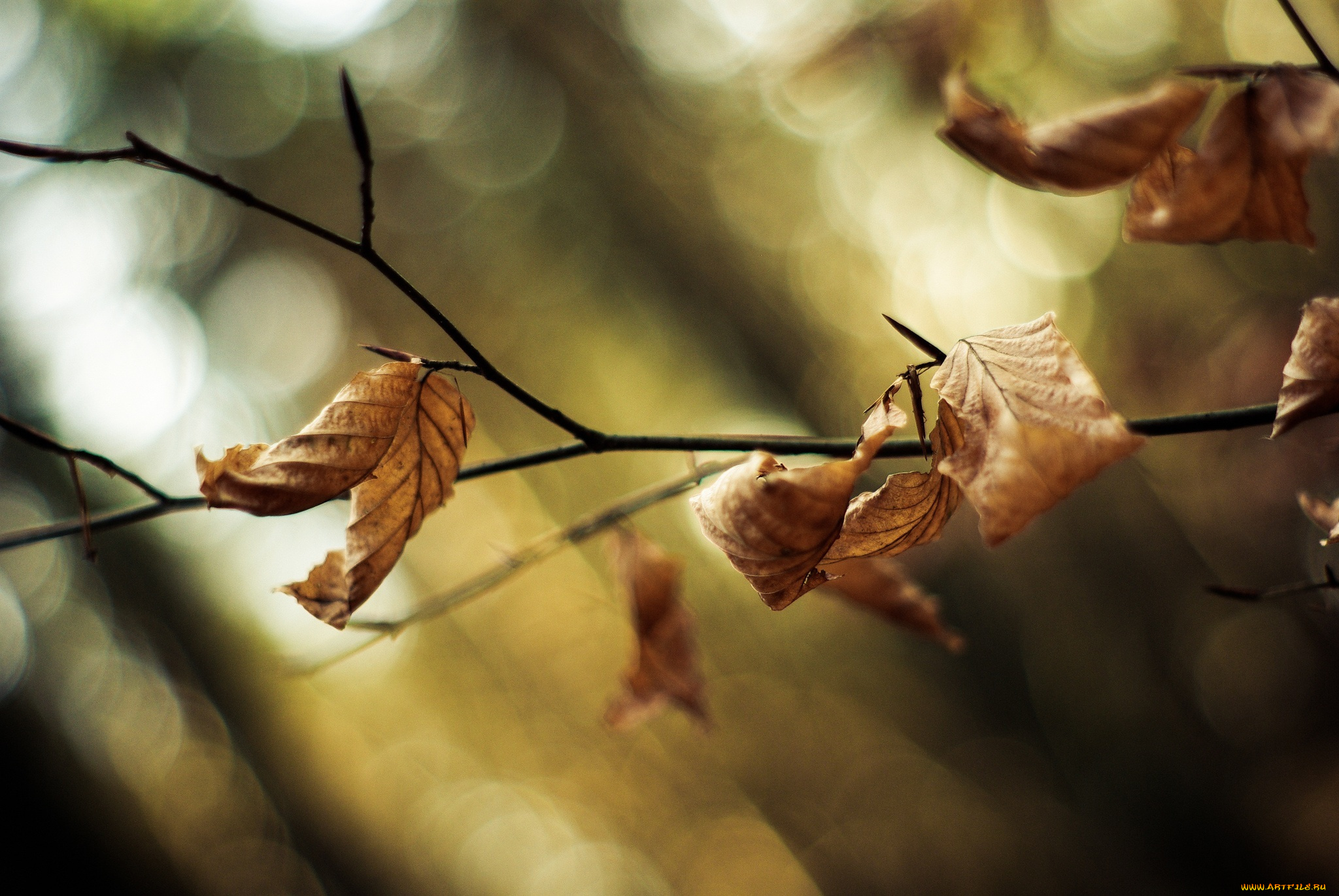 природа, листья, осень