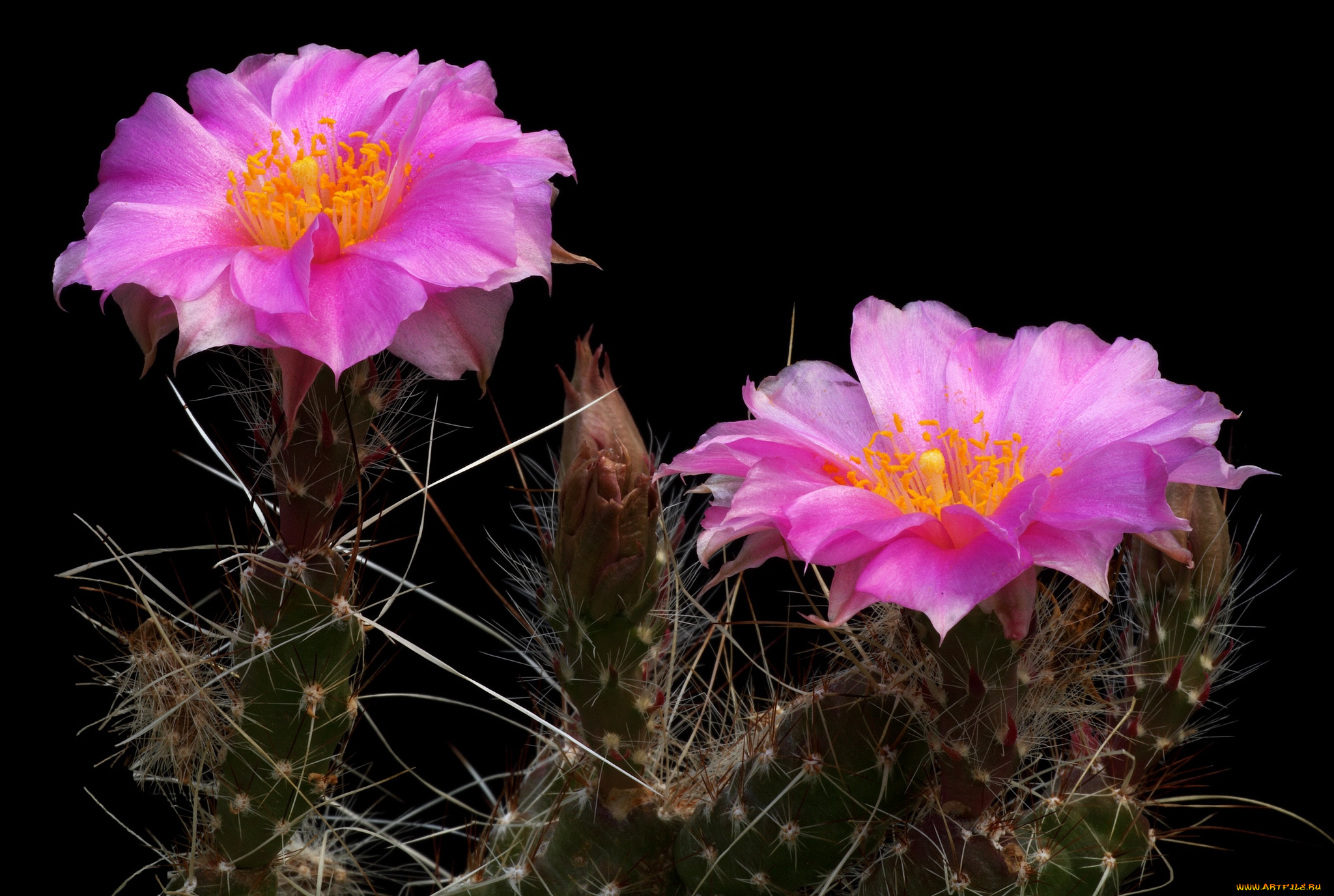 цветы, кактусы, розовый
