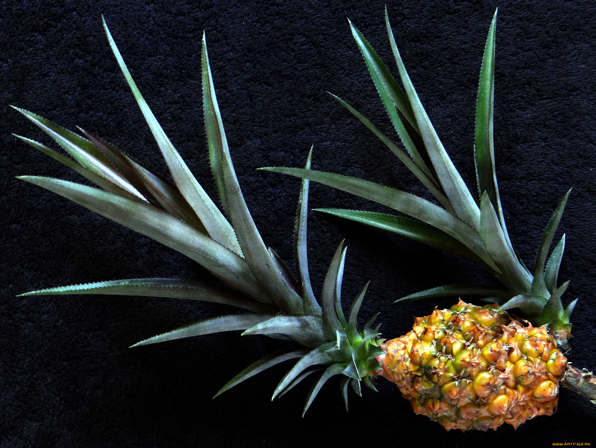 еда, ананас