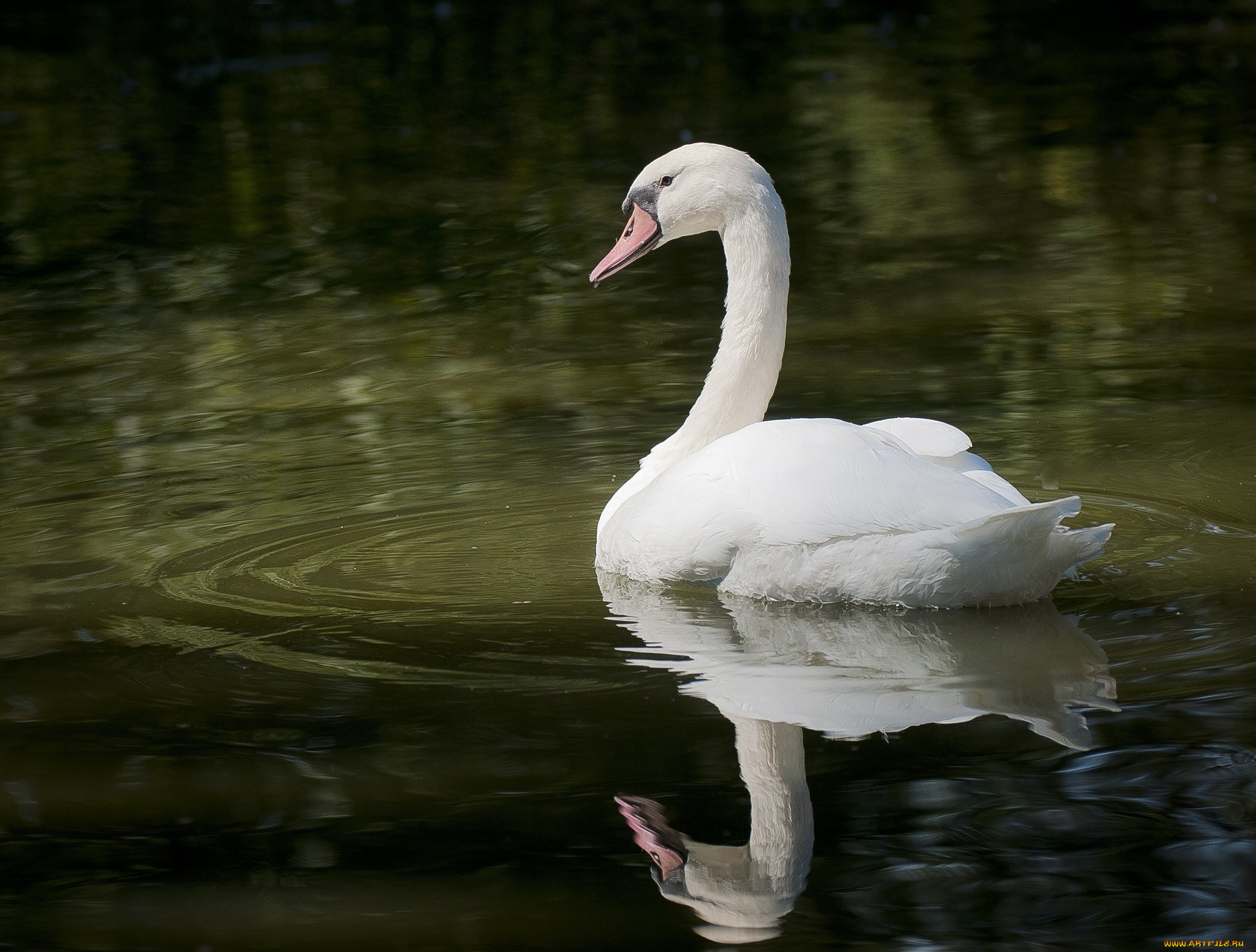 животные, лебеди, грация, вода, белый, лебедь