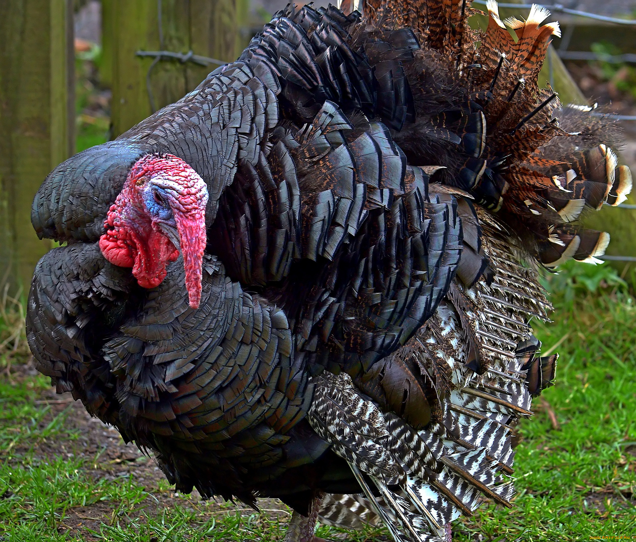 животные, индюки, оперение, хвост, индюк