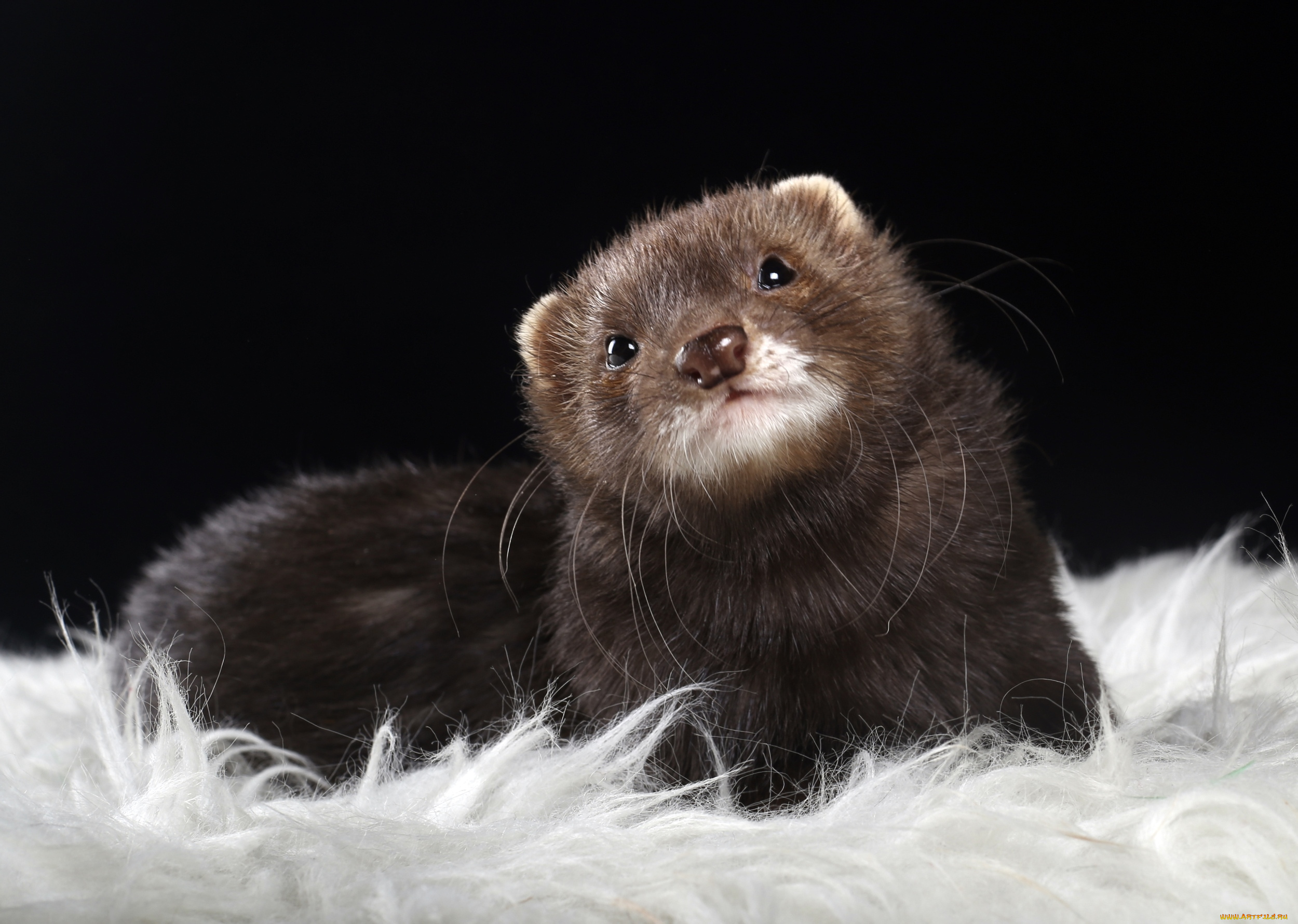 животные, хорьки, , ласки, , соболи, , горностаи, , куницы, зверек