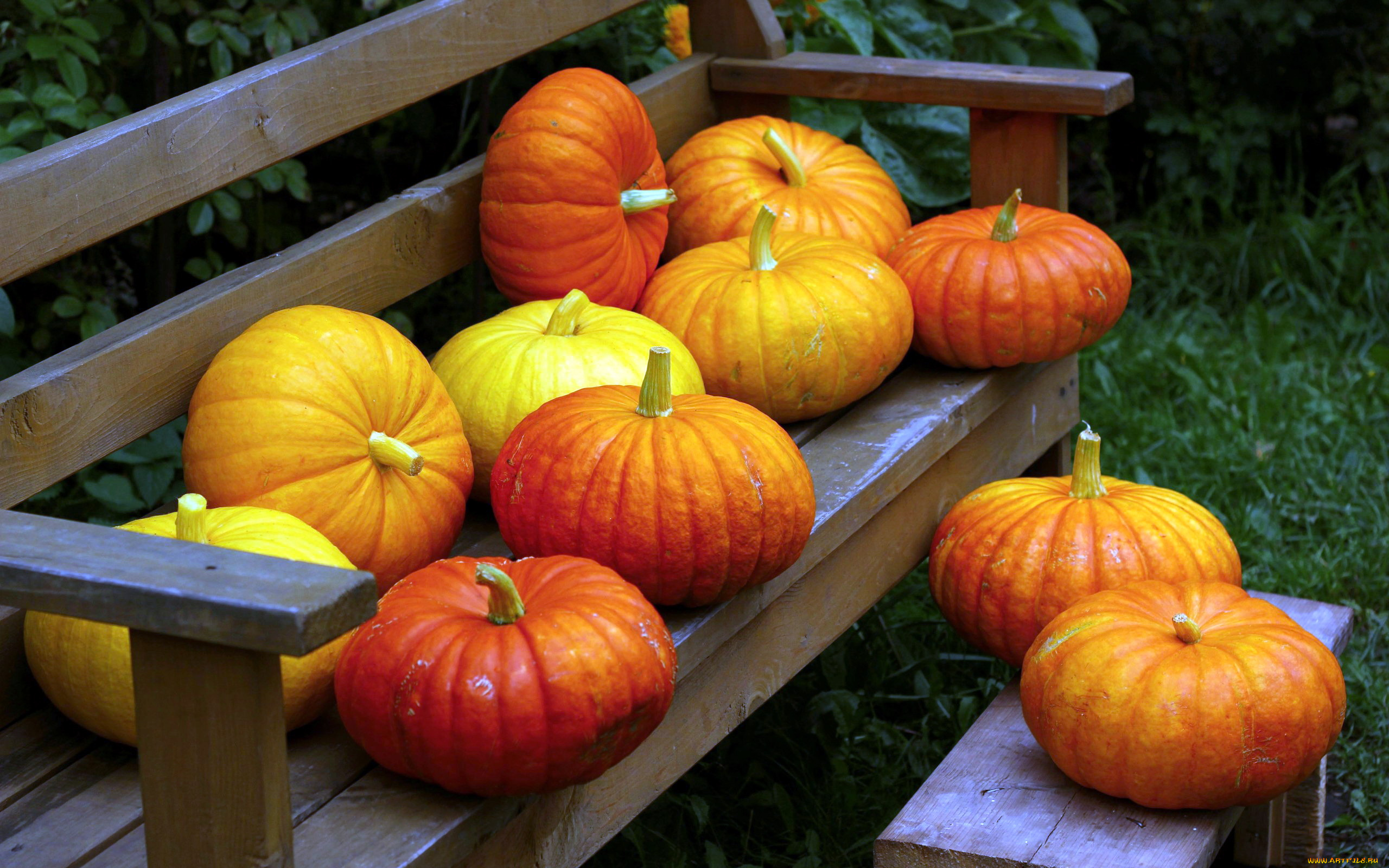 еда, тыква, урожай, тыквы, скамейка