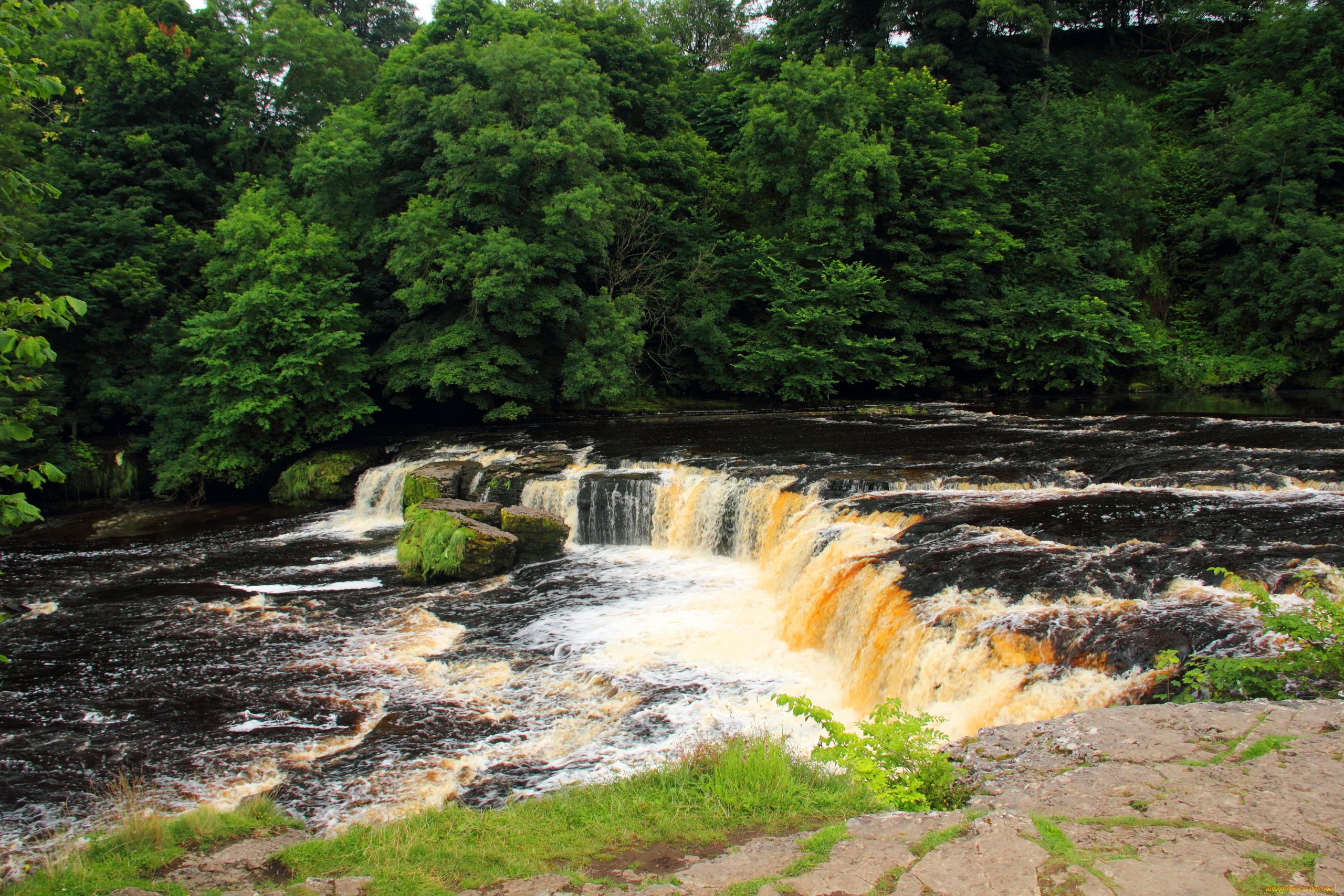 aysgarth, falls, , yorkshire, , england, природа, водопады, водопад, лес, река