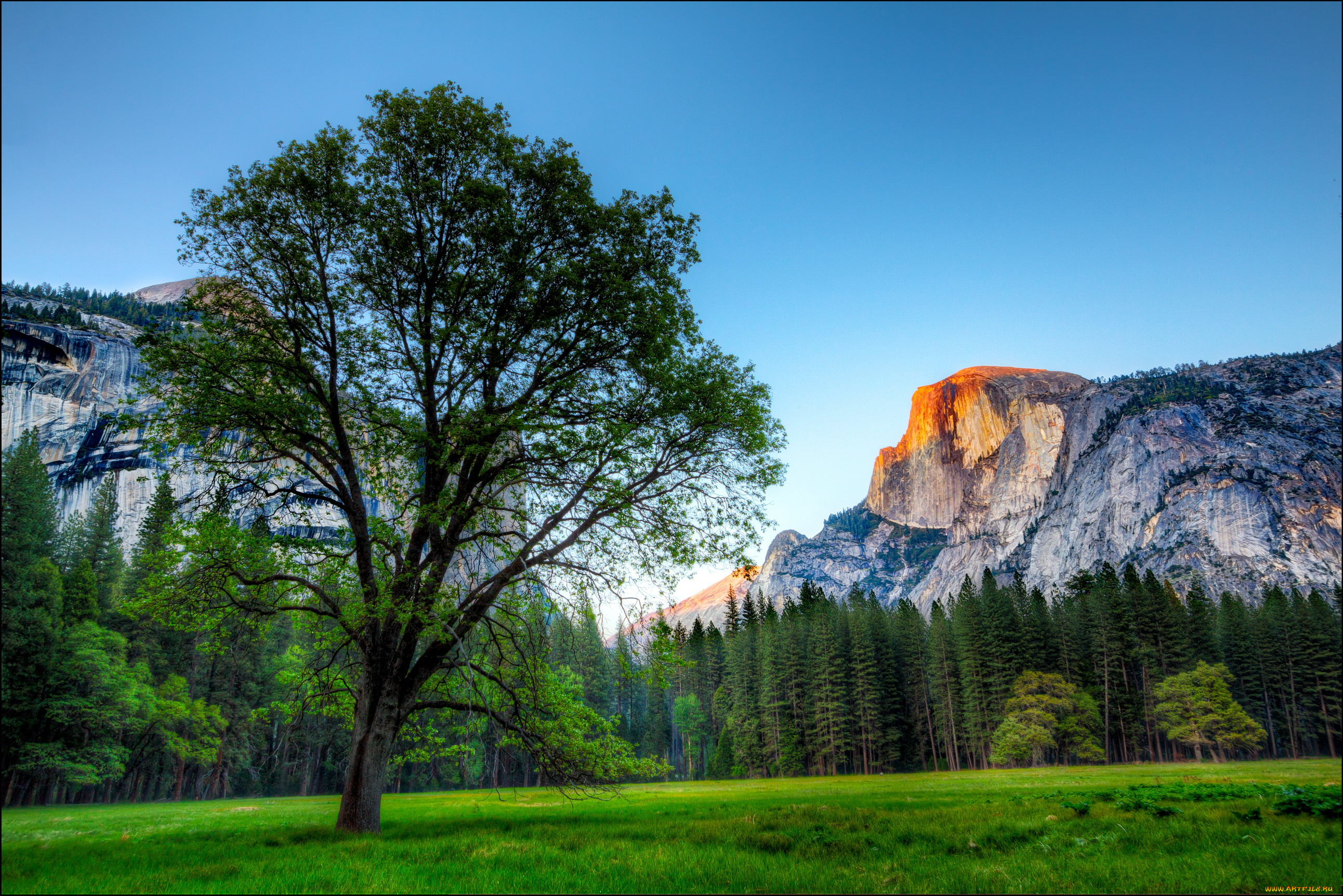 california, , , , yosemite, national, park, природа, деревья, yosemite, парк, national, park, лес, горы