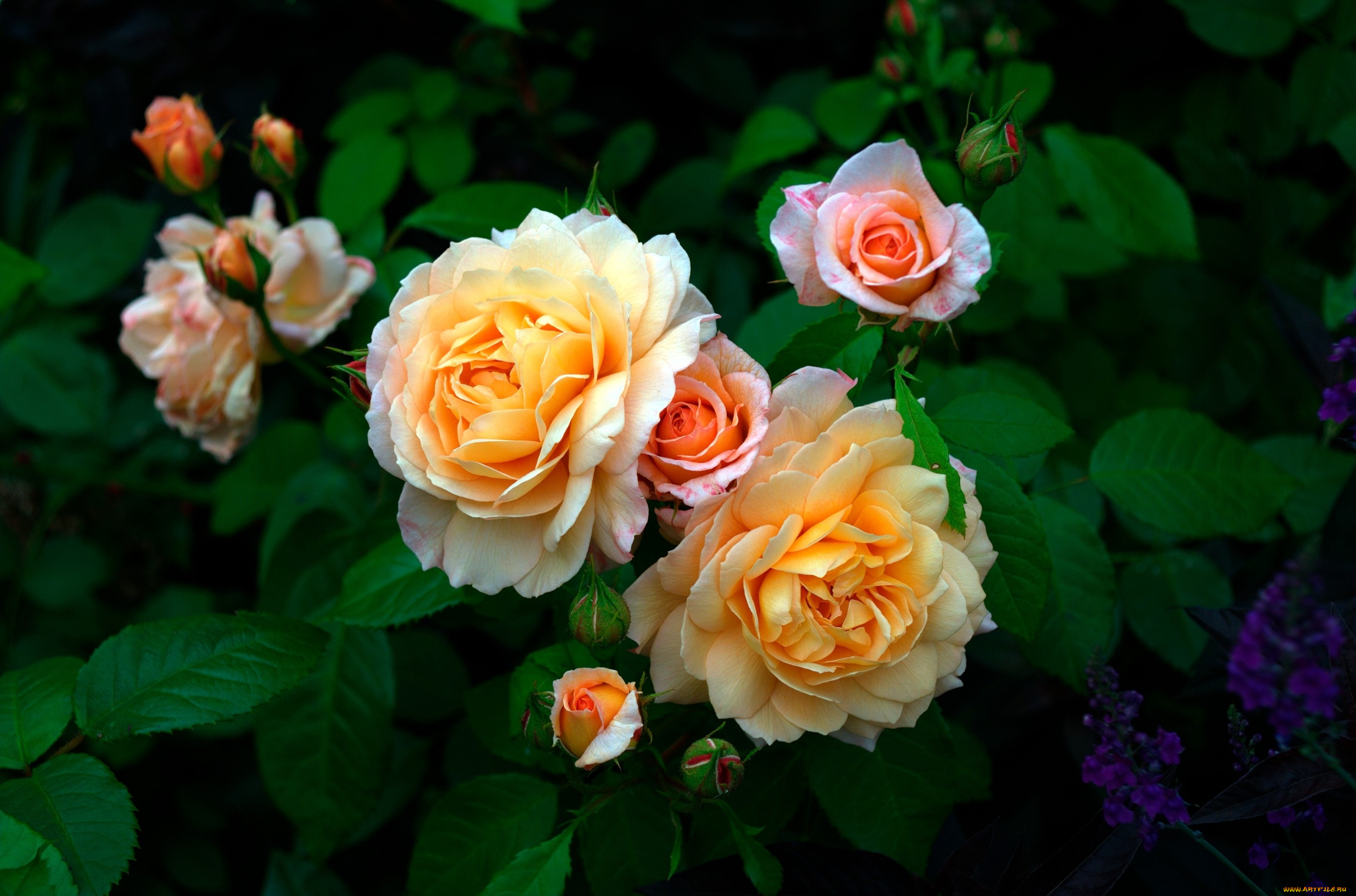 цветы, розы, желтый