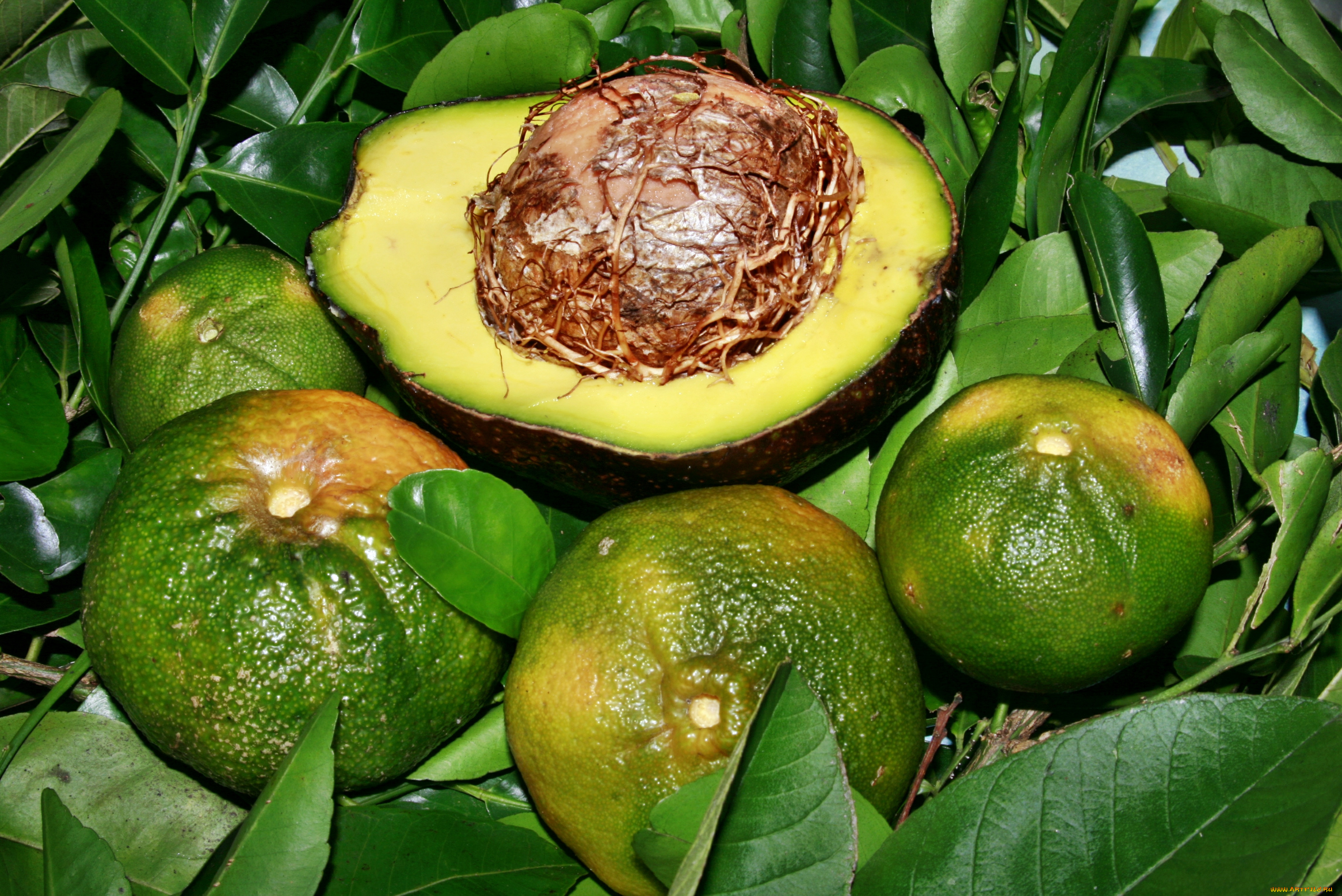 еда, фрукты, , ягоды, авокадо, мандарины