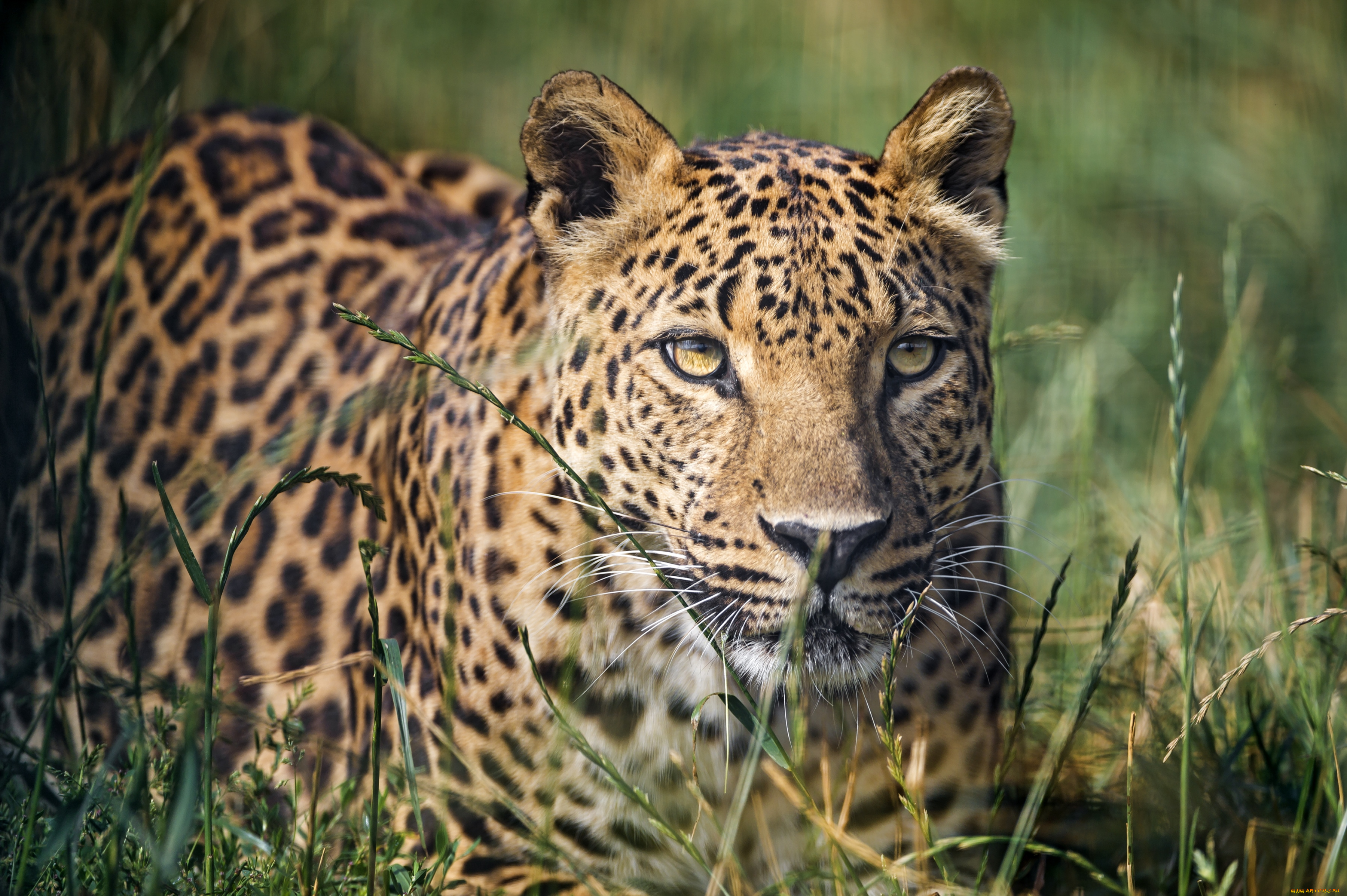 животные, леопарды, кошка