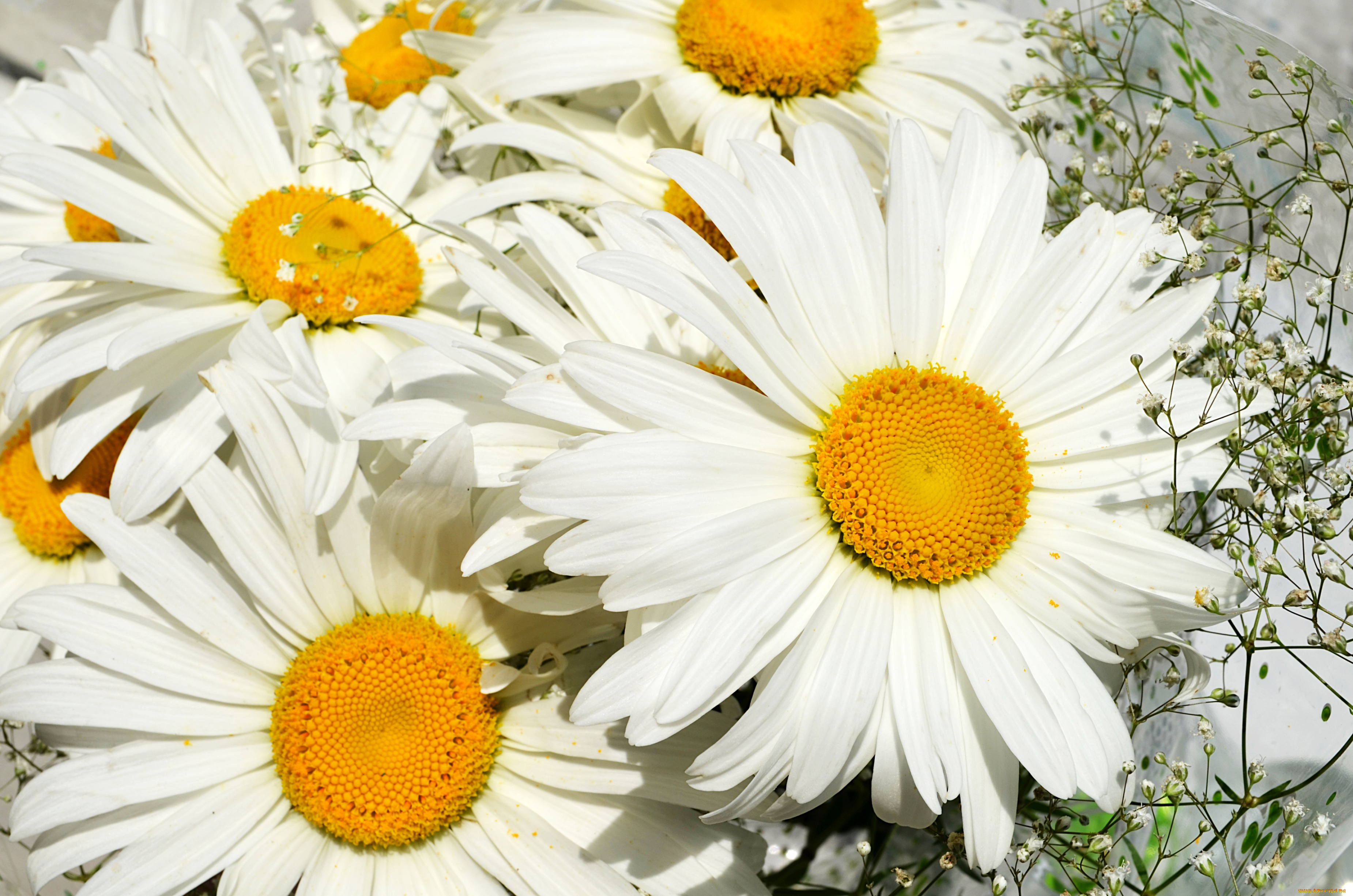 цветы, ромашки, лепестки