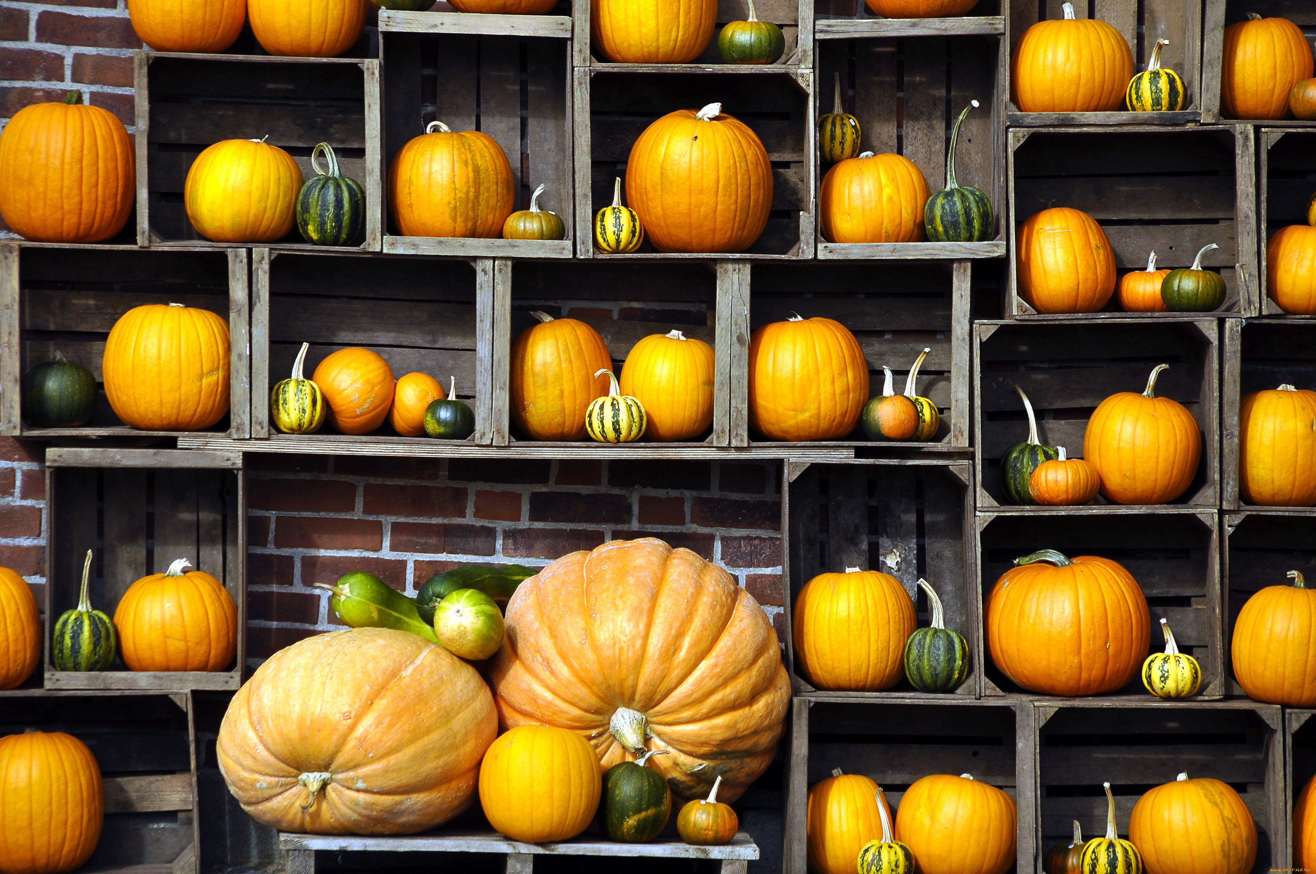 еда, тыква, тыквы, полки, урожай, много, полосатый, желтый