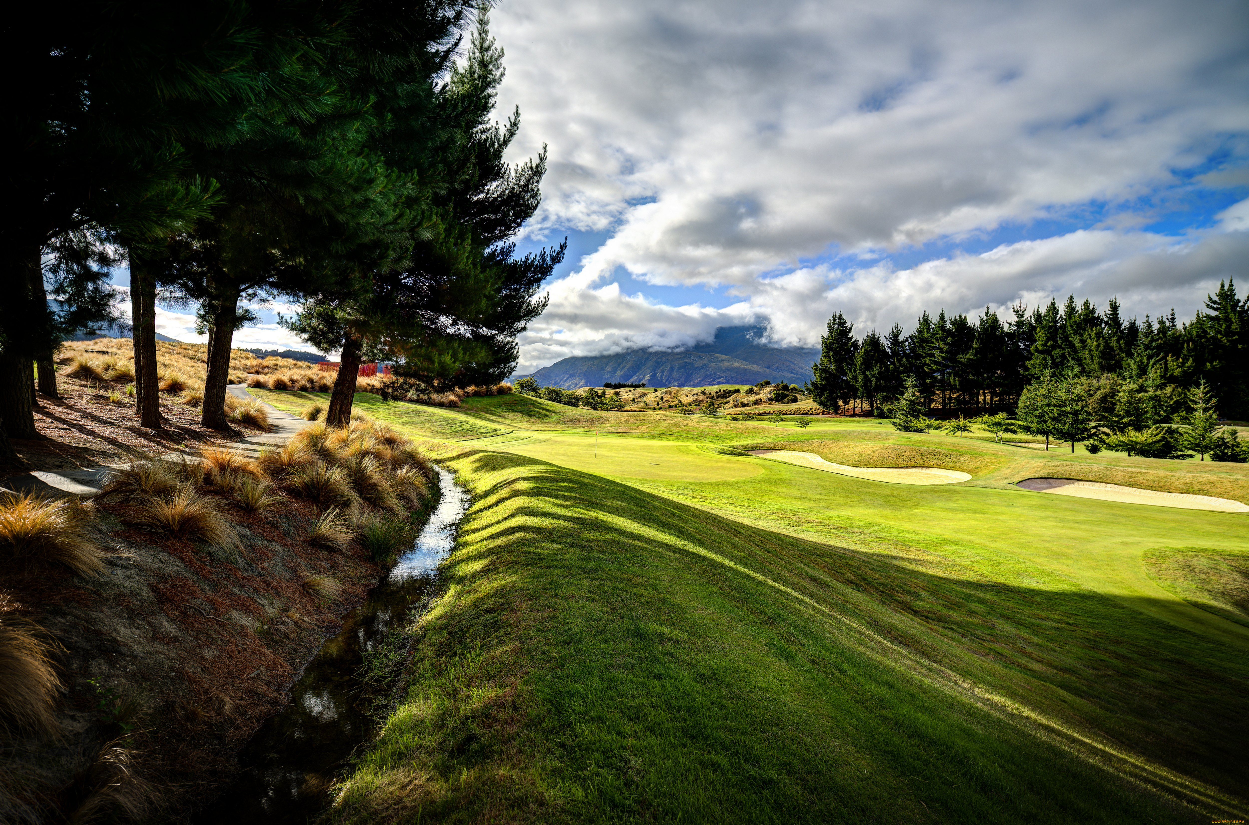 природа, деревья, новая, зеландия