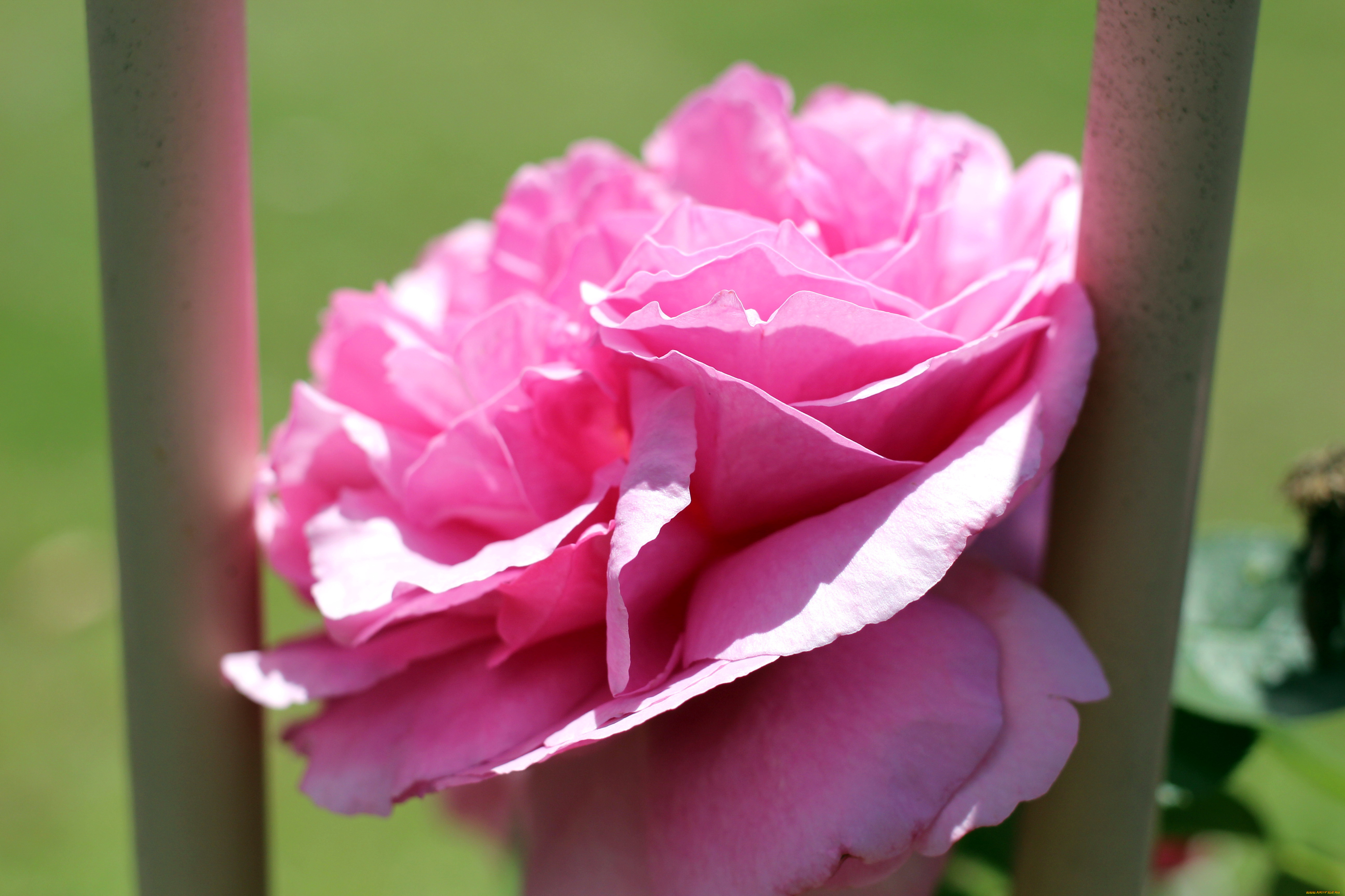 цветы, розы, макро, розовый