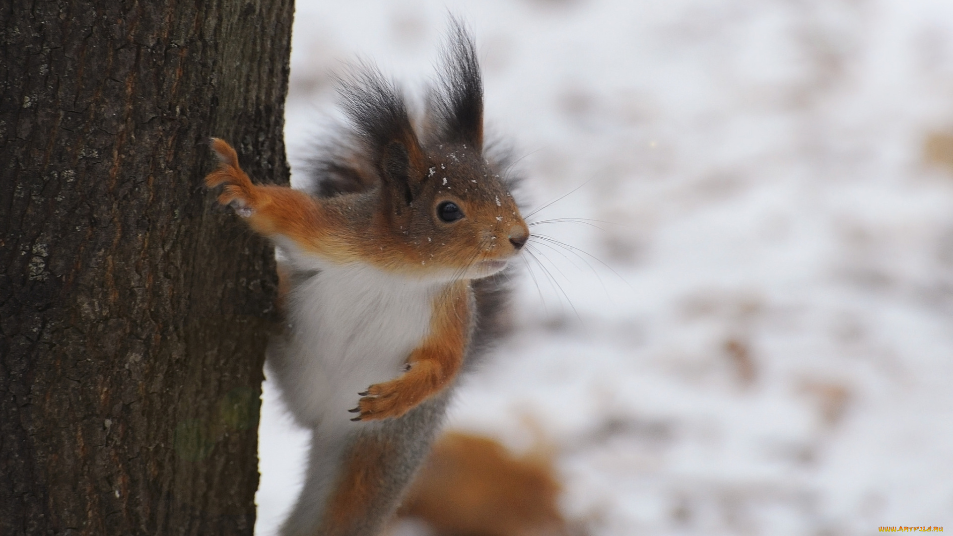 животные, белки, зима, ствол, белка
