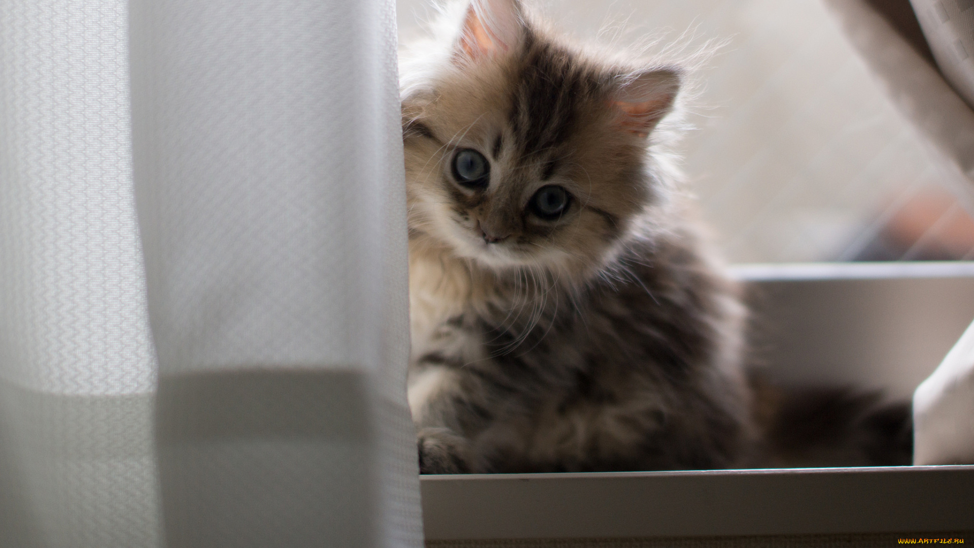 животные, коты, котёнок, взгляд, пушистый, коте, киса, малыш, занавеска