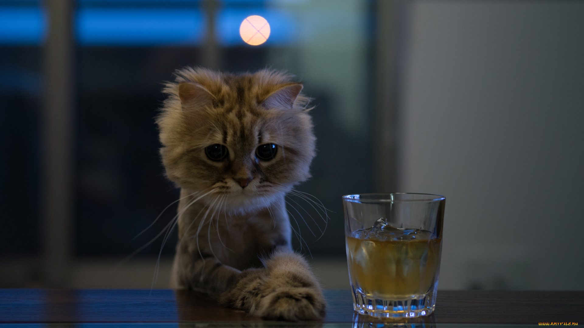 животные, коты, напиток, стакан, киса, стол, ушки, коте, взгляд, усы