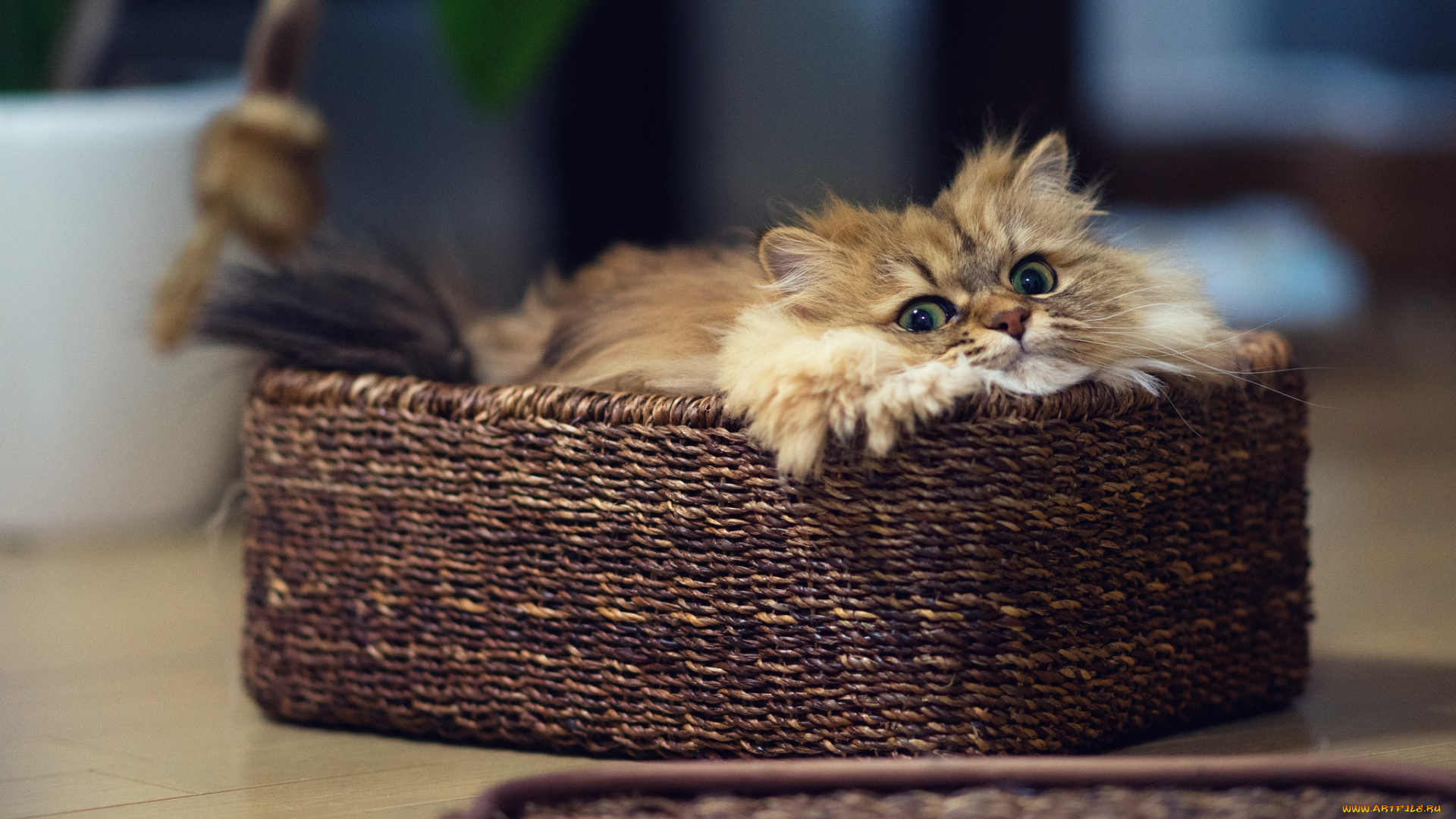 животные, коты, взгляд, корзинка, ушки, усы, коте, киса