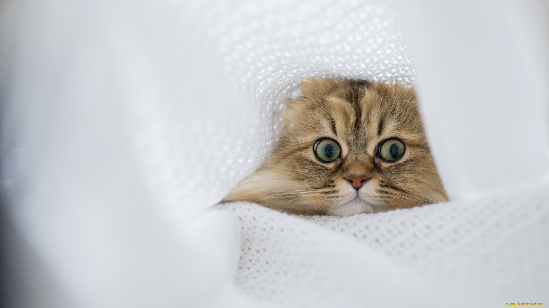 животные, коты, взгляд, кот, зелёные, глаза, ткань