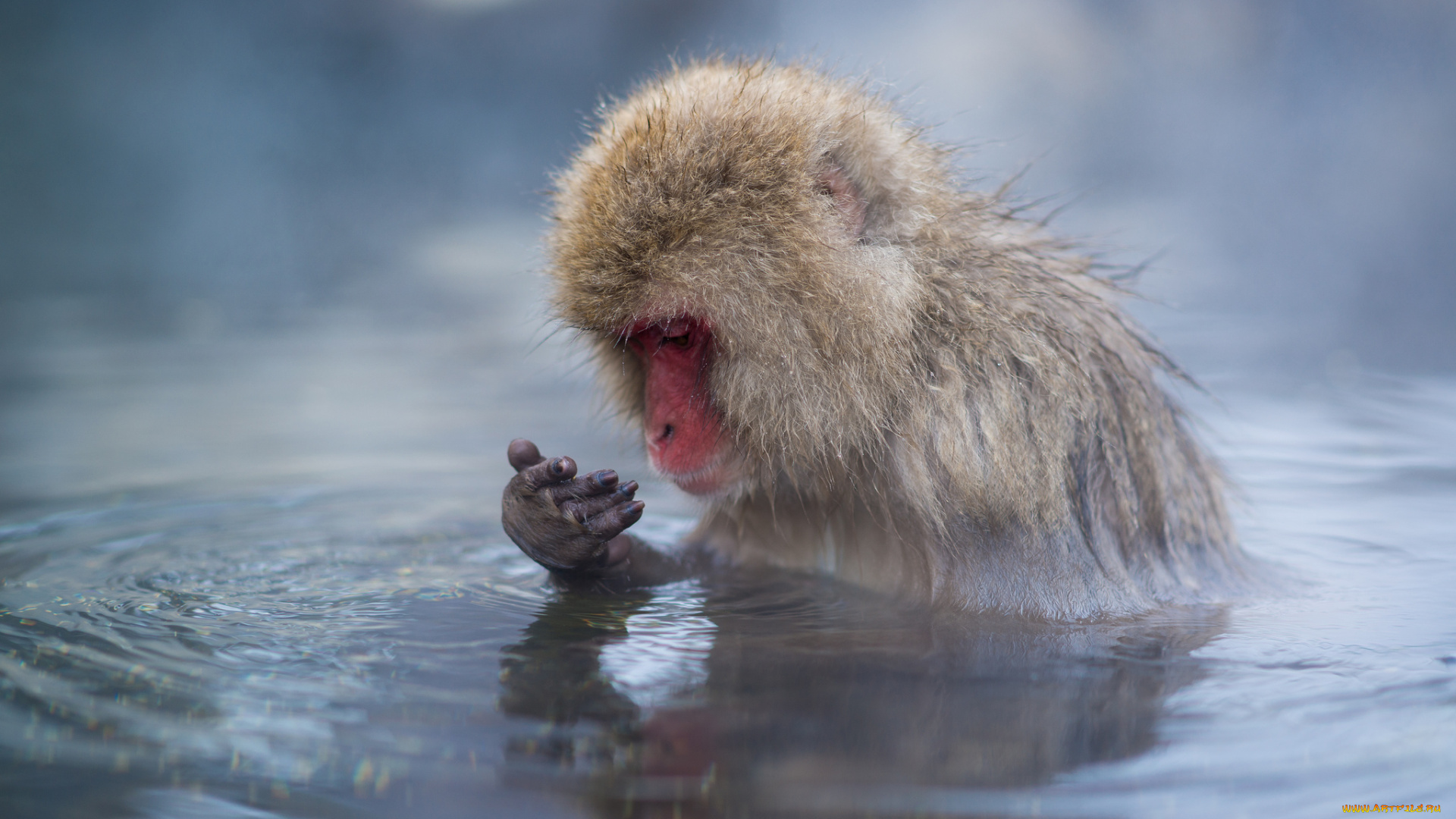 животные, обезьяны, пар, источник, горячий, купание, обезьяна, вода