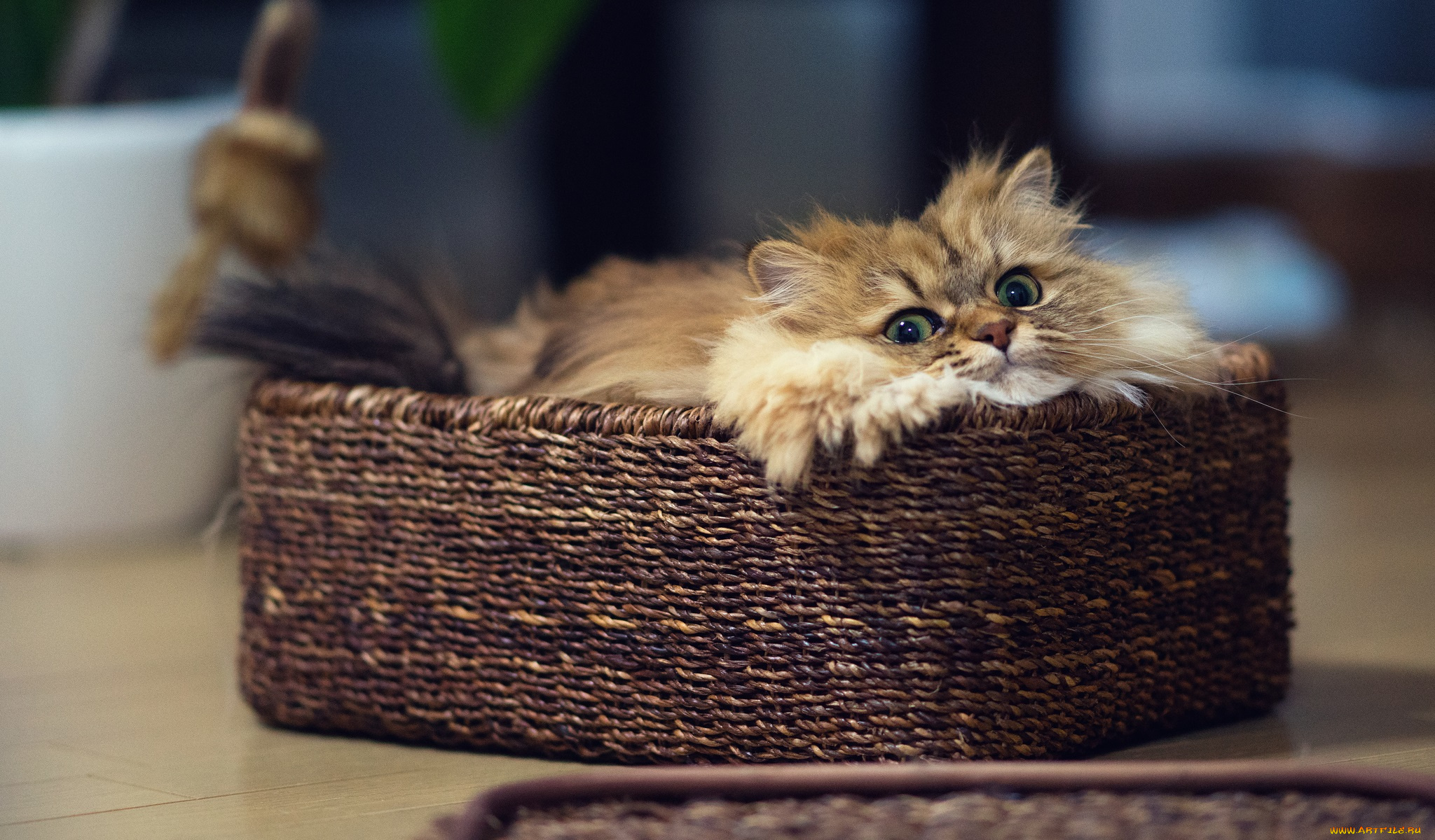 животные, коты, взгляд, корзинка, ушки, усы, коте, киса