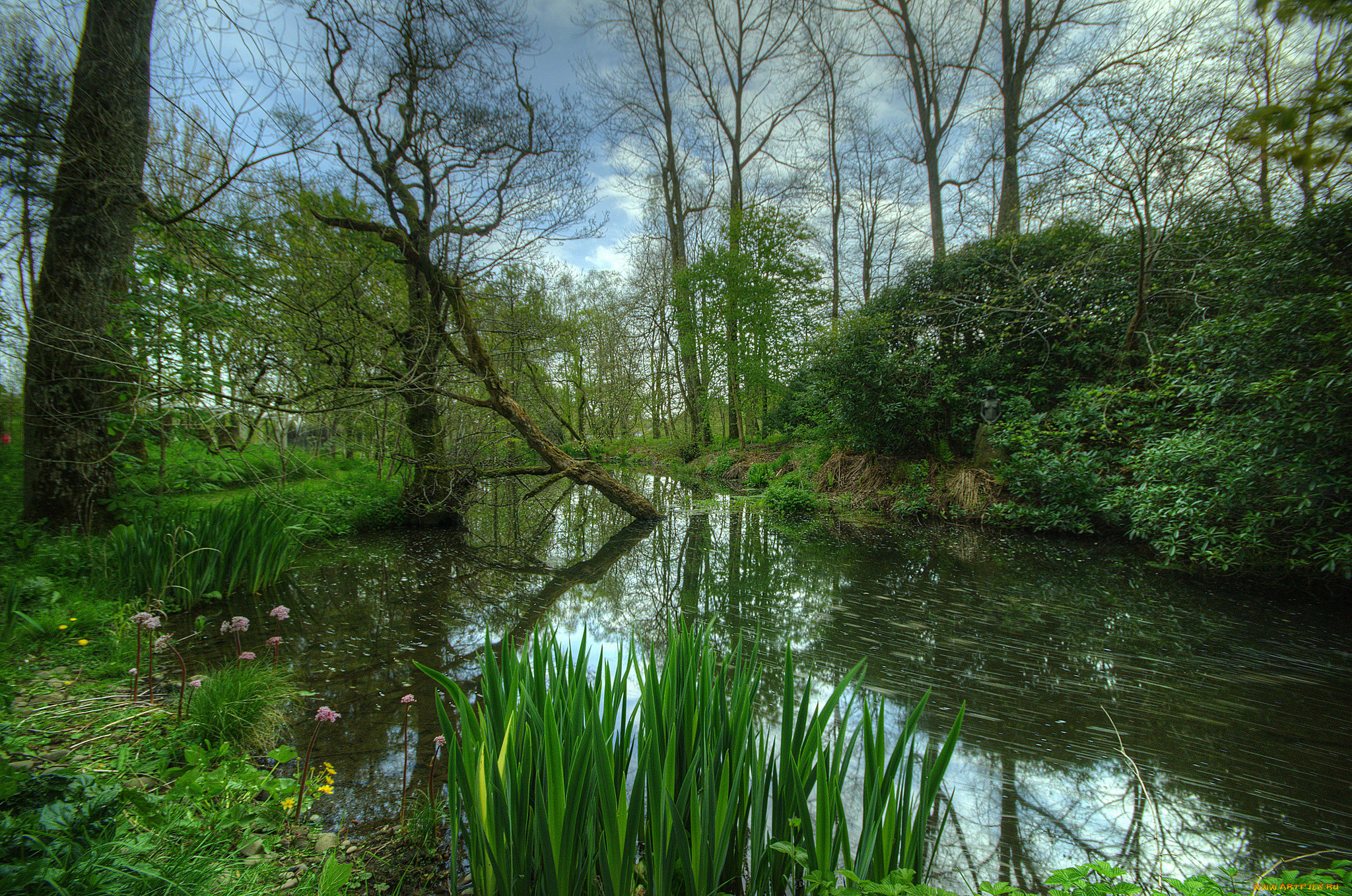 природа, реки, озера, заросли, лес, река