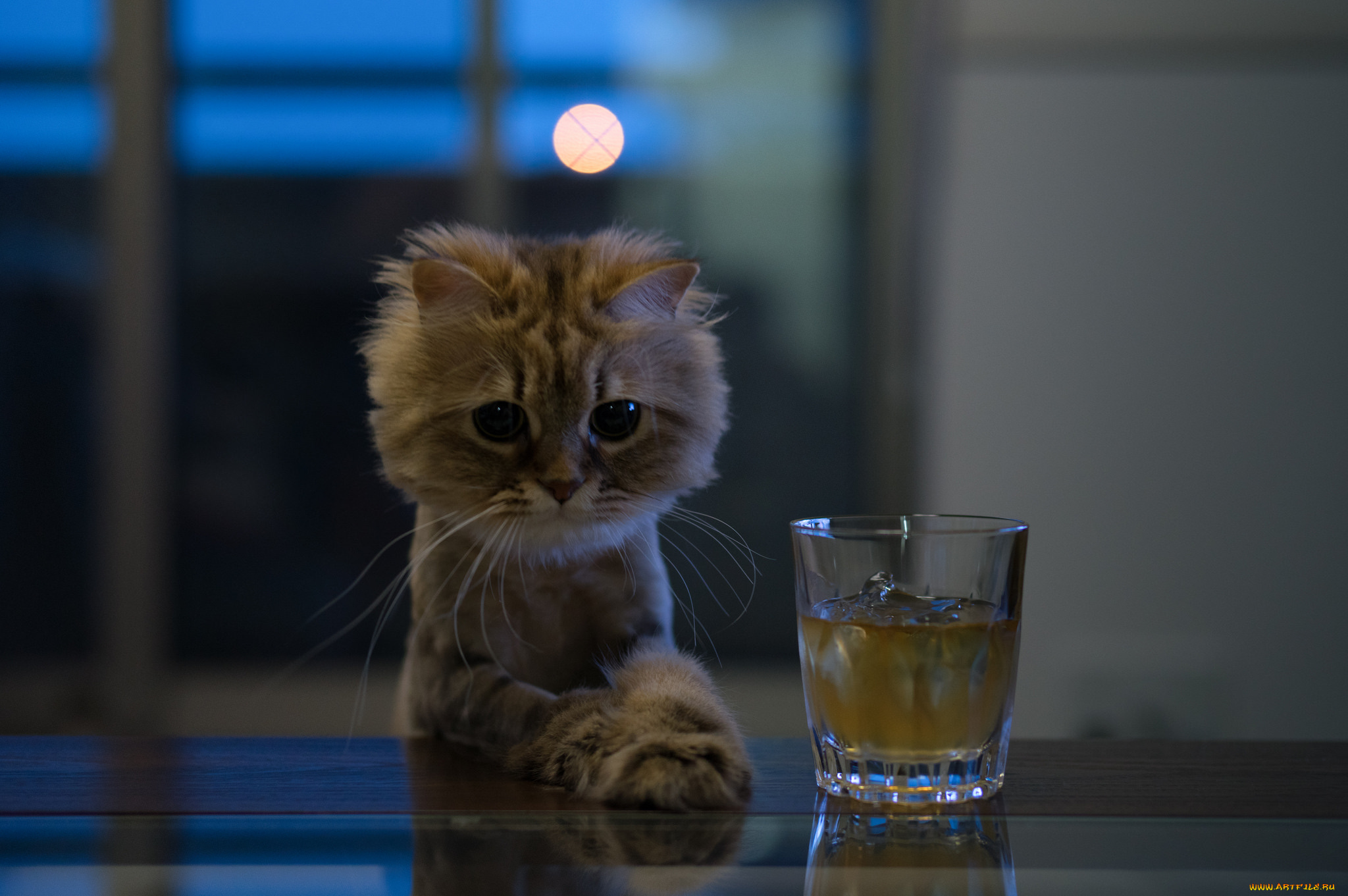 животные, коты, напиток, стакан, киса, стол, ушки, коте, взгляд, усы