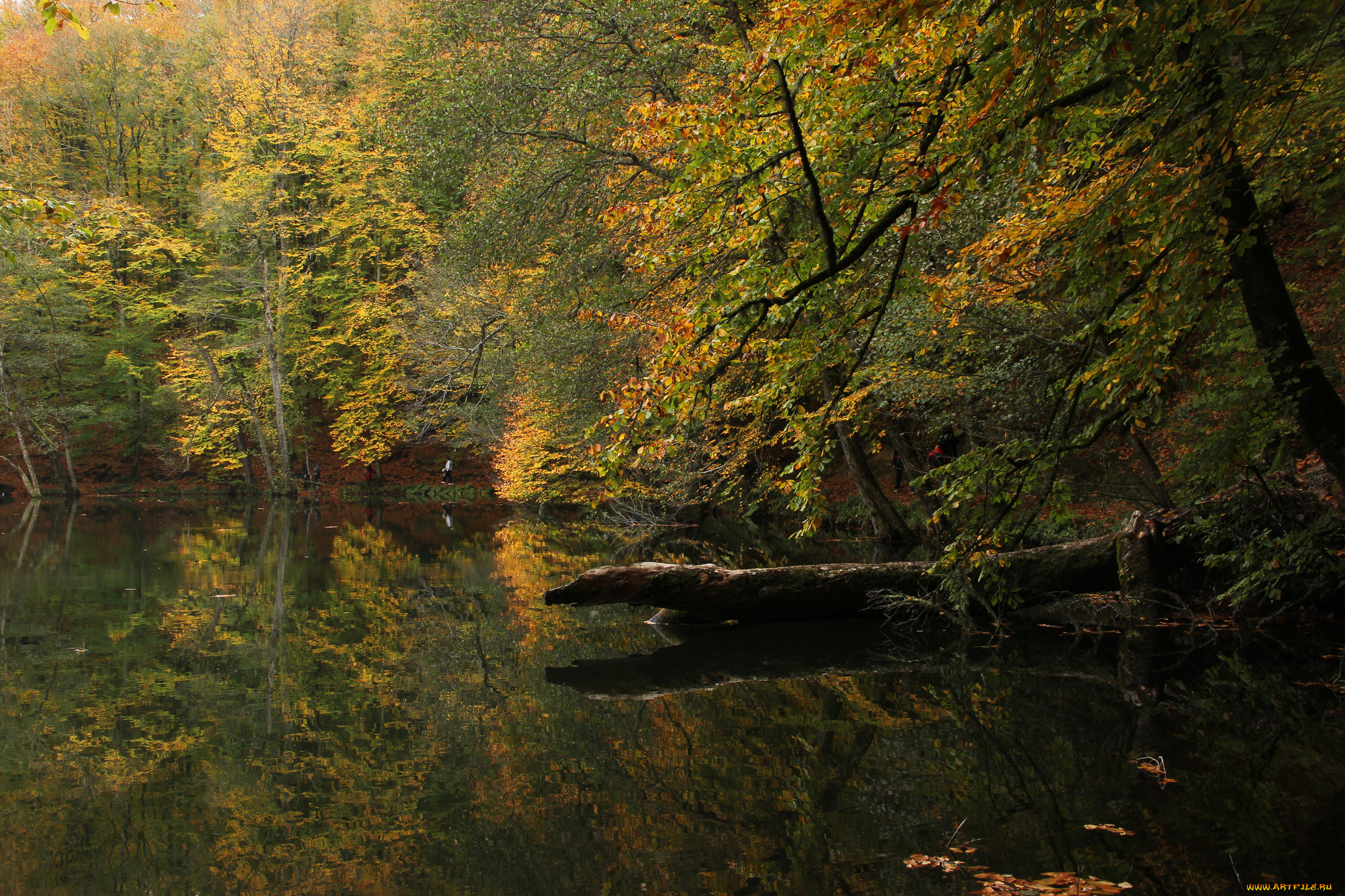 природа, реки, озера, турция, осень, лес, озеро, болу