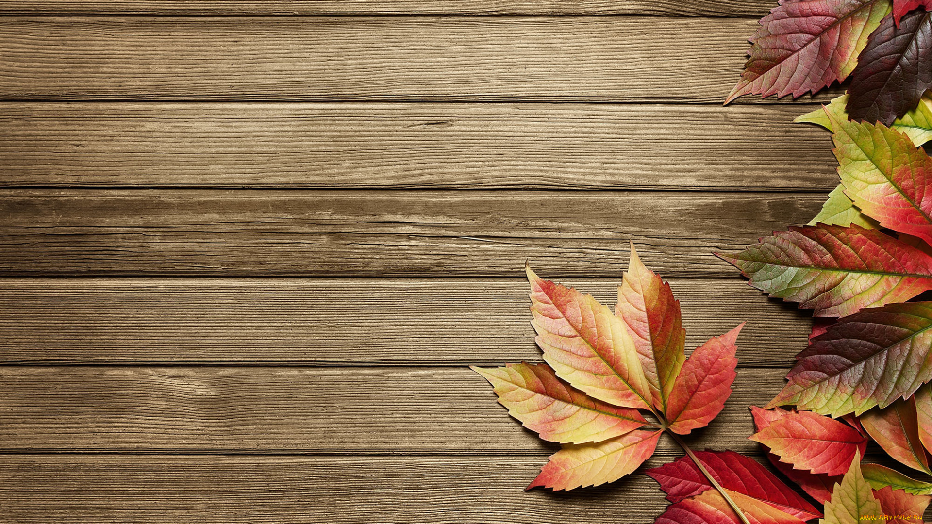 природа, листья, доски