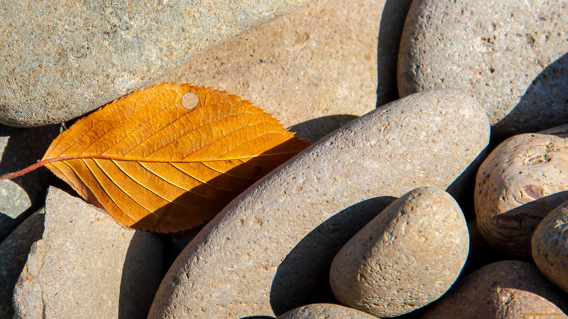 природа, листья, макро, лист, камни