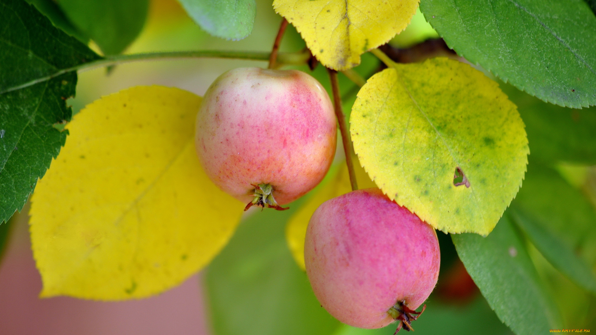 природа, плоды, яблоки, макро