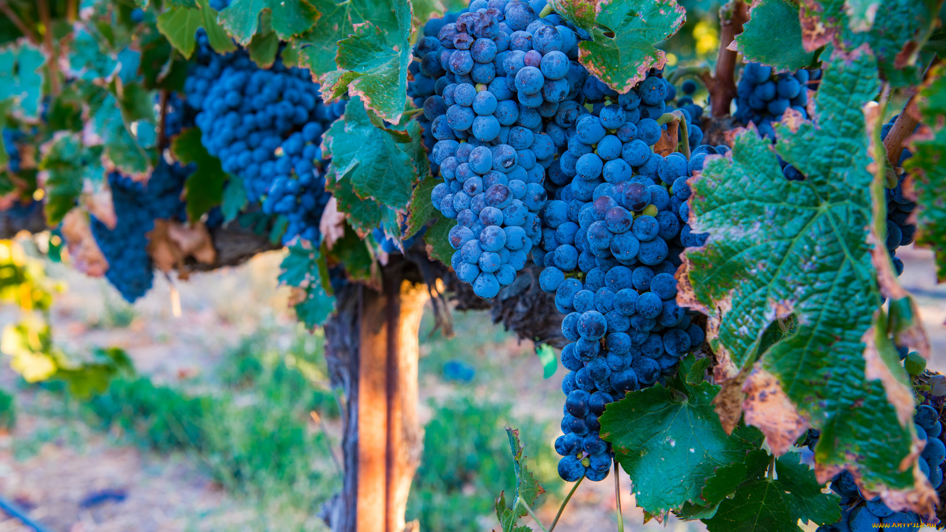 природа, Ягоды, , виноград, виноградник