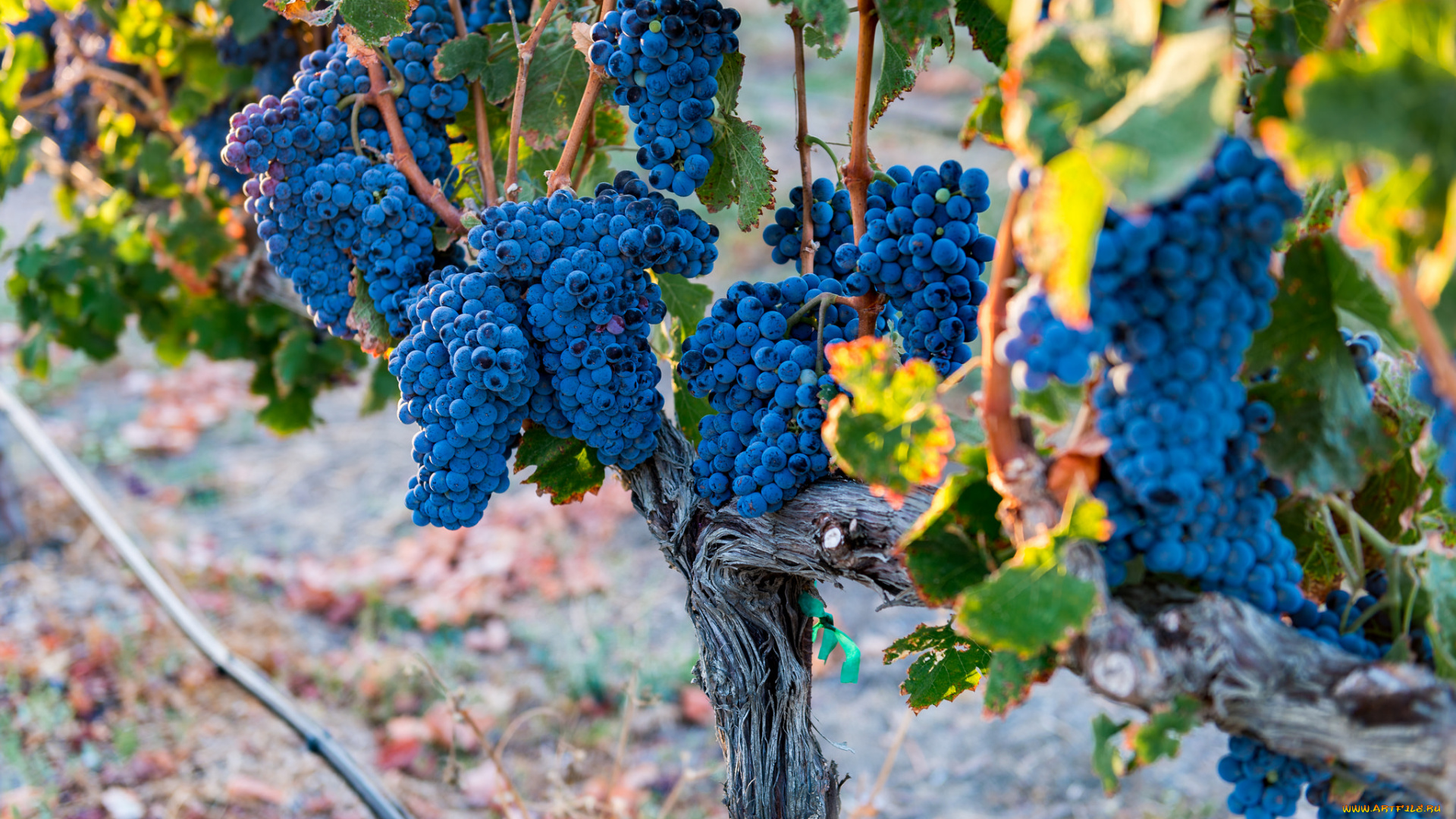 природа, Ягоды, , виноград, виноградник