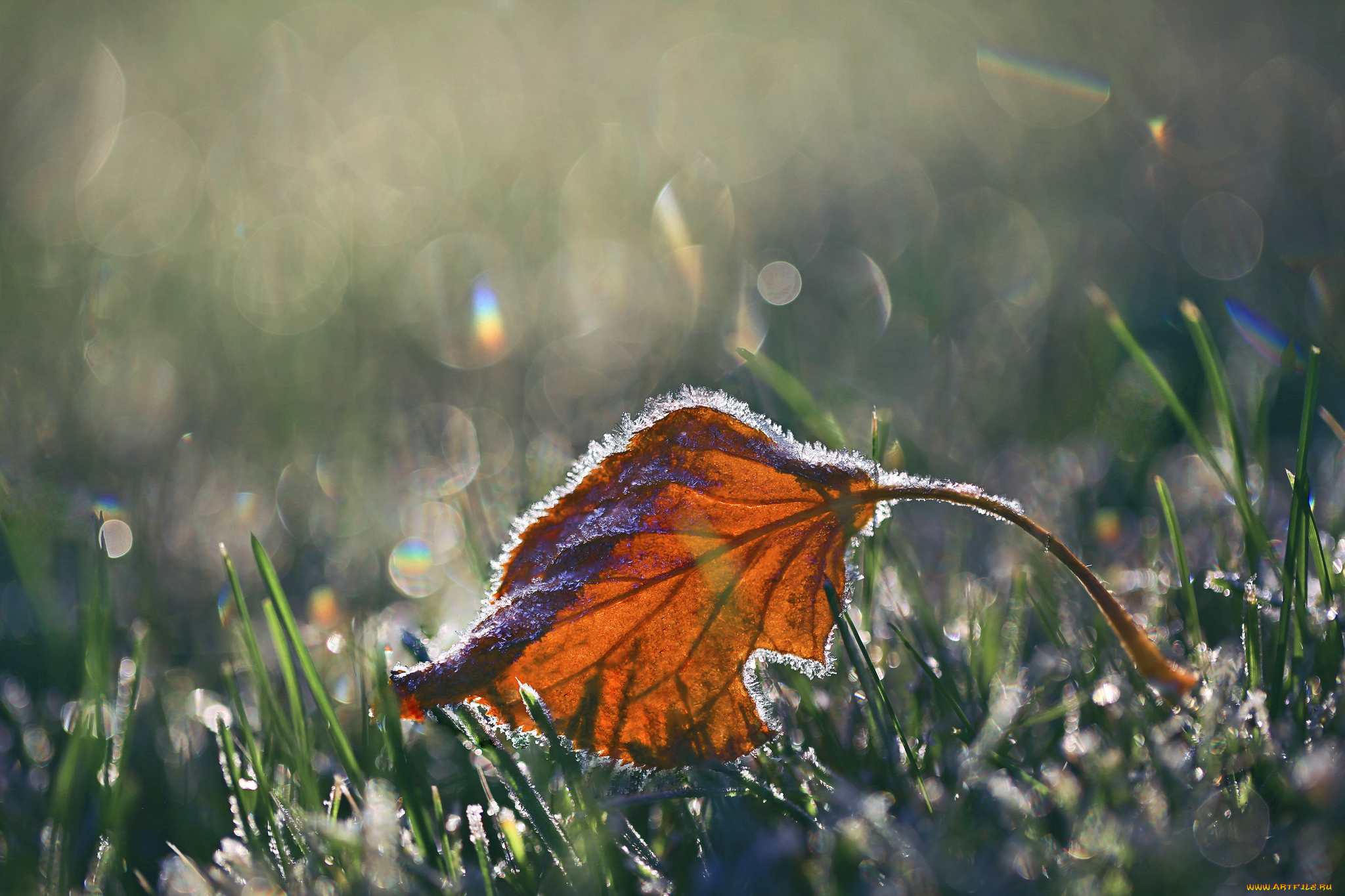 природа, листья, макро, трава, боке, иней, лист