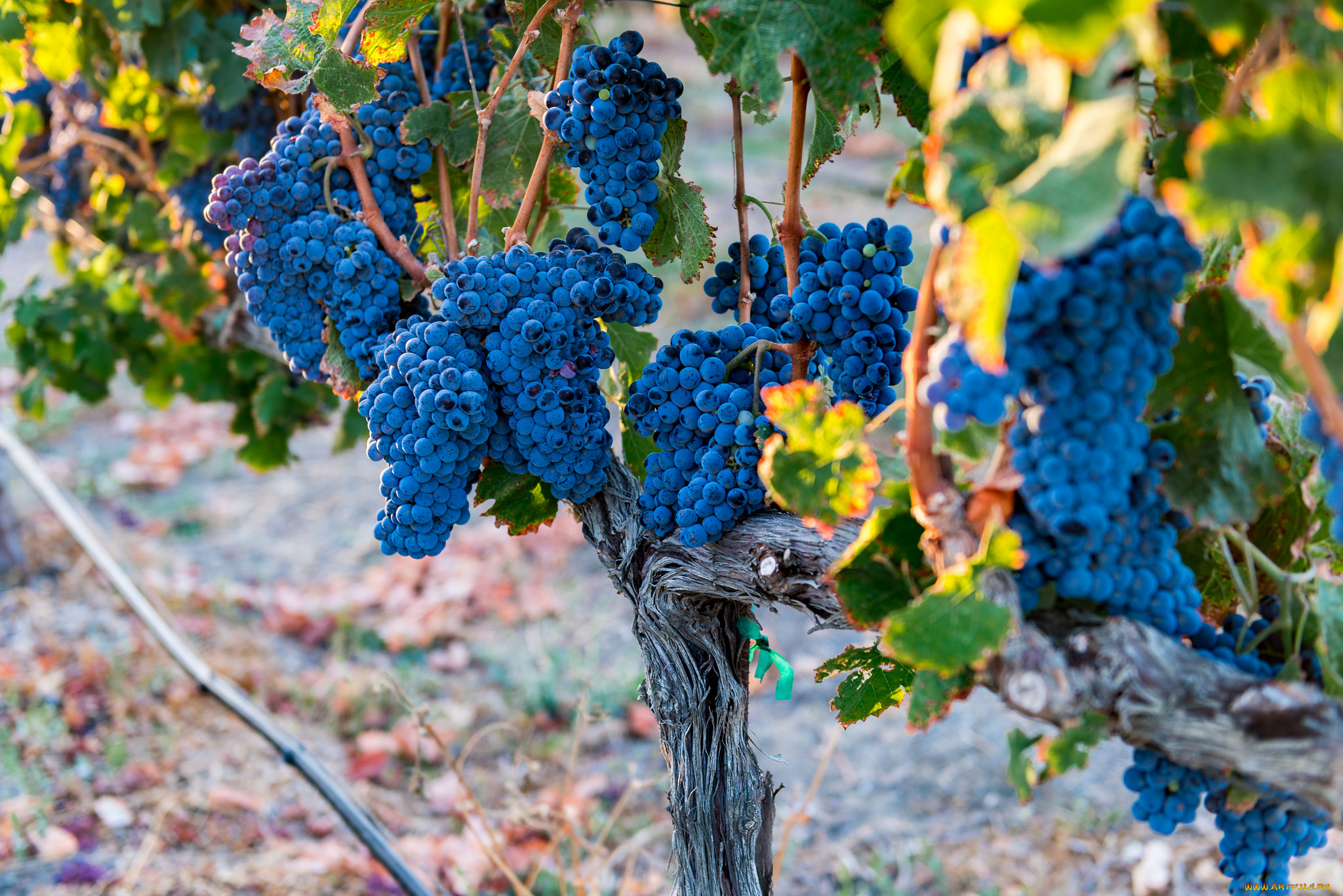 природа, Ягоды, , виноград, виноградник