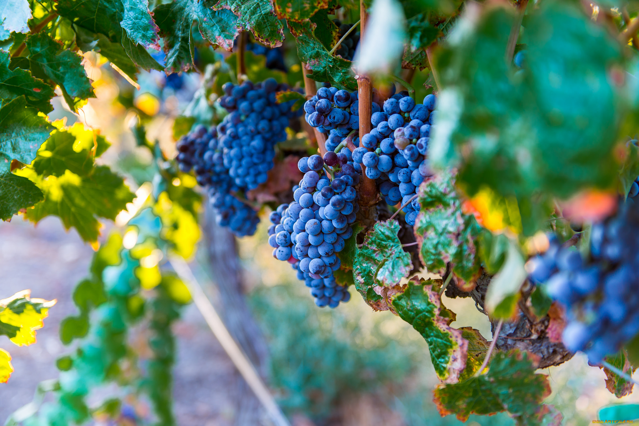 природа, Ягоды, , виноград, виноградник