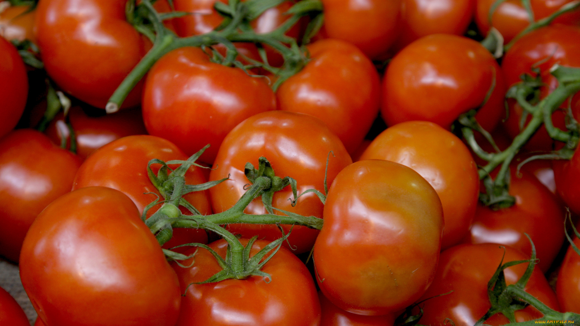 еда, помидоры, томаты