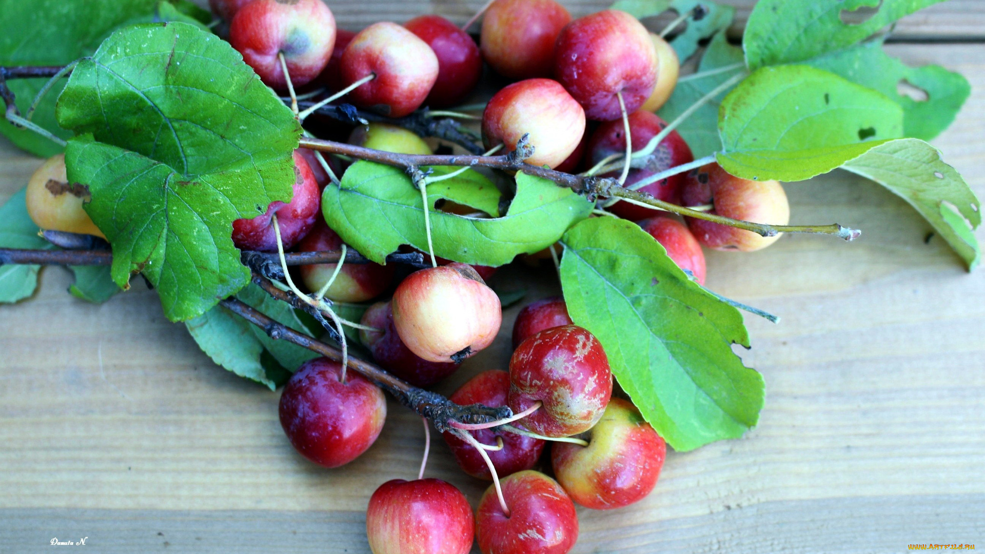 еда, Яблоки, райские, яблоки, ветка