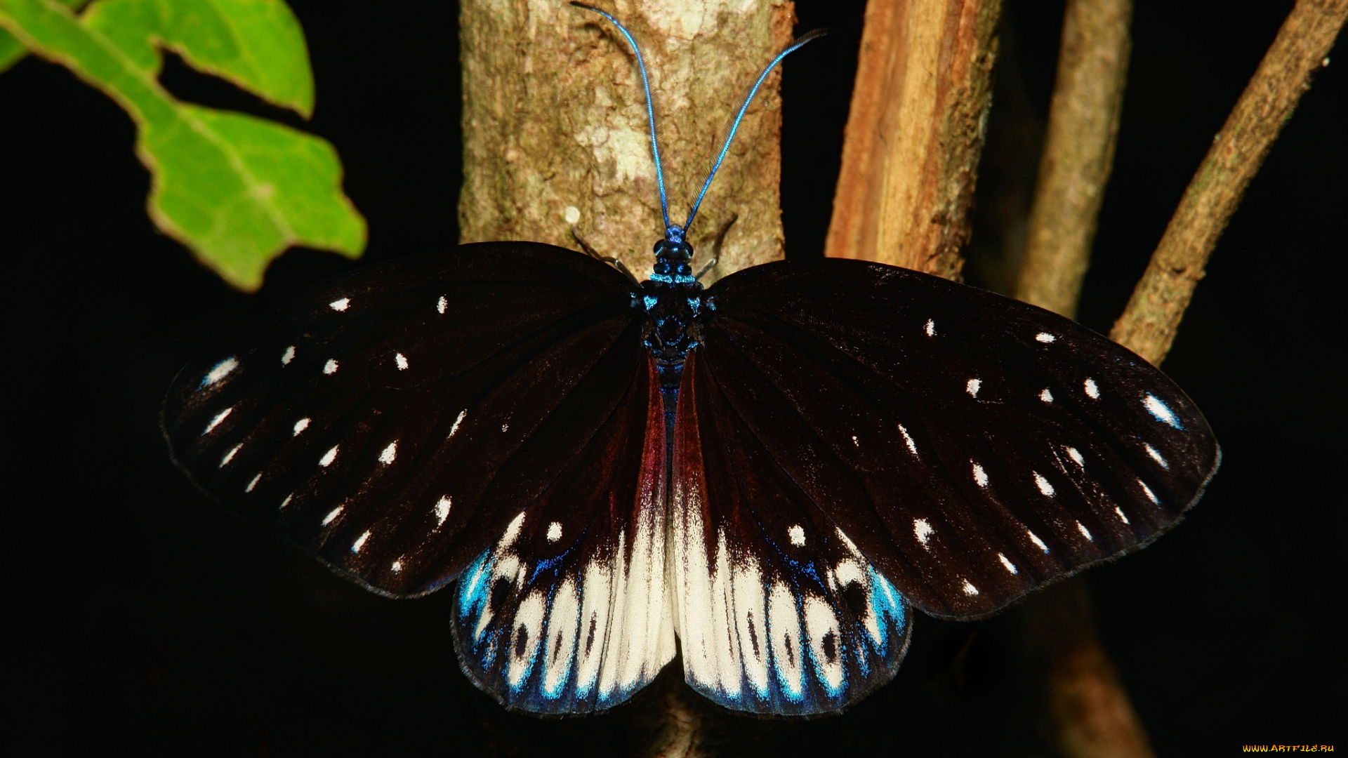 животные, бабочки, , мотыльки, , моли, бабочка