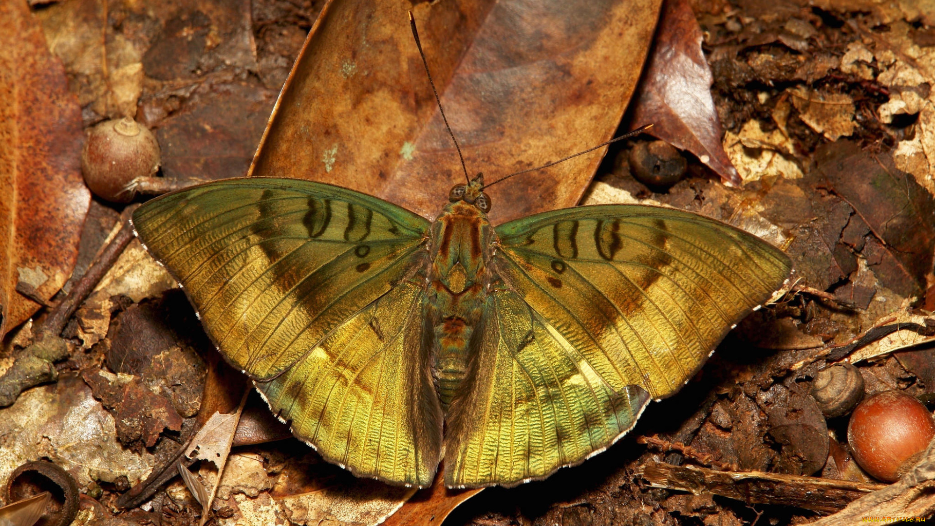 животные, бабочки, , мотыльки, , моли, бабочка