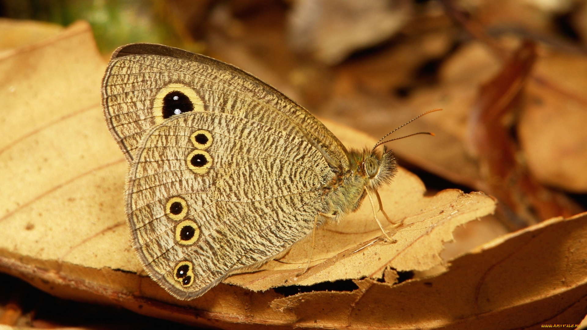 животные, бабочки, , мотыльки, , моли, бабочка