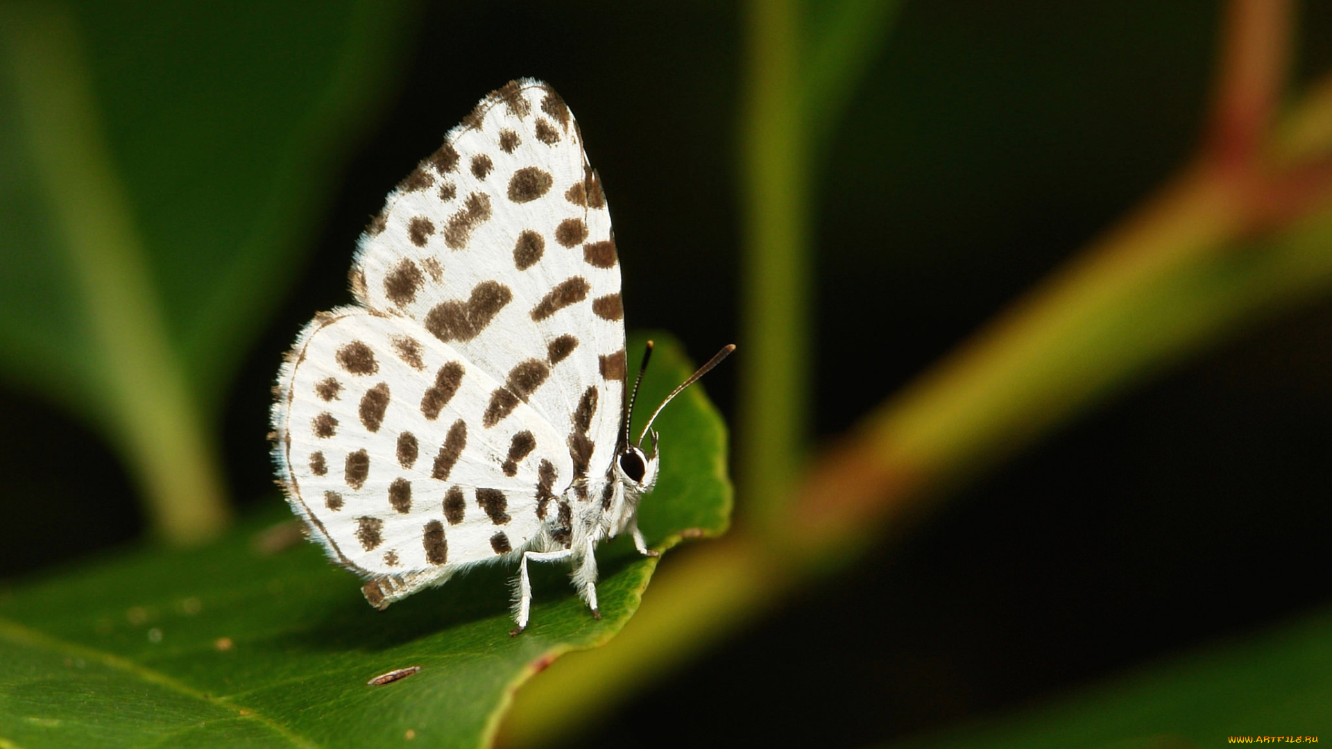 животные, бабочки, , мотыльки, , моли, бабочка